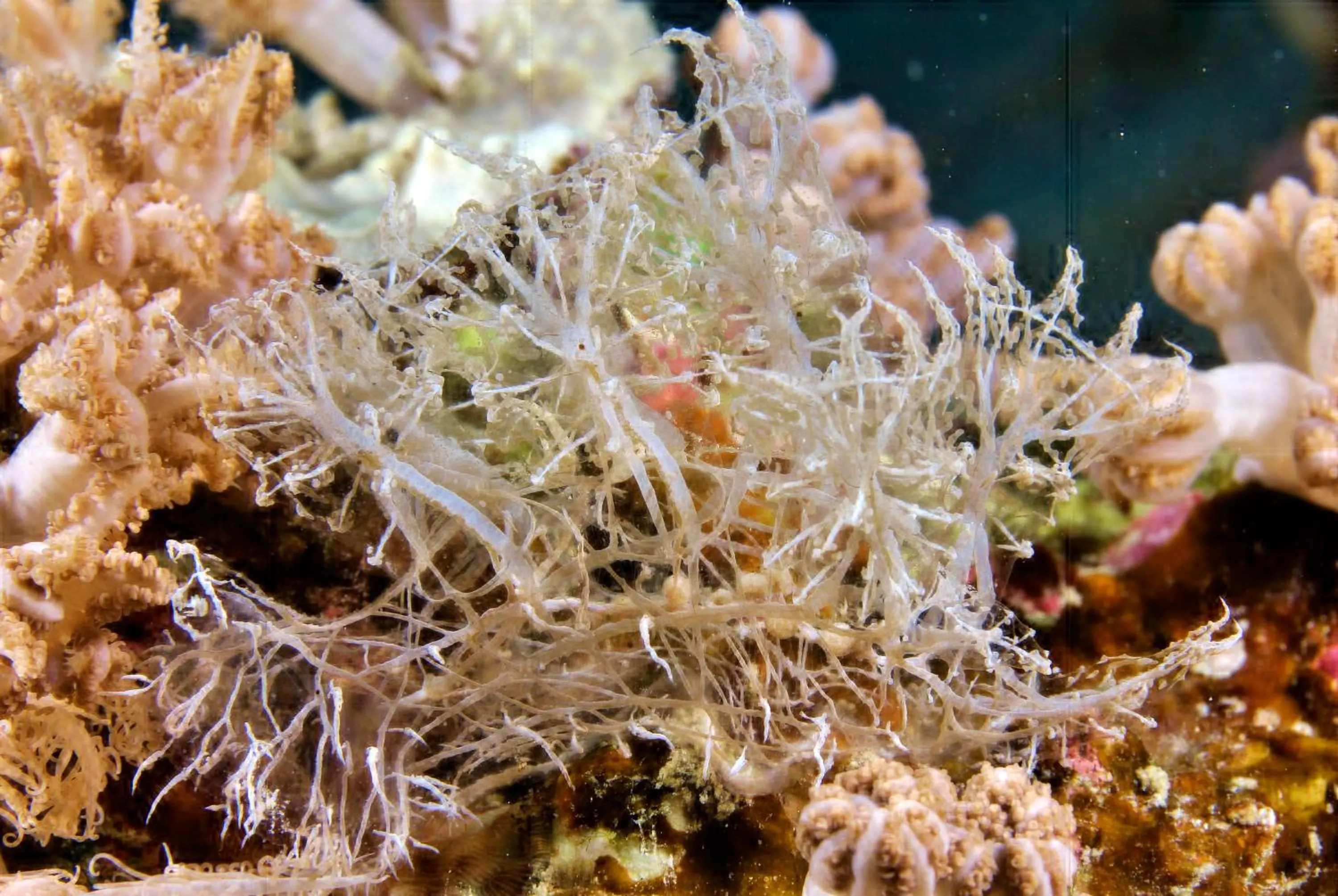 Diving in The Three P Beach Resort & Dive Center