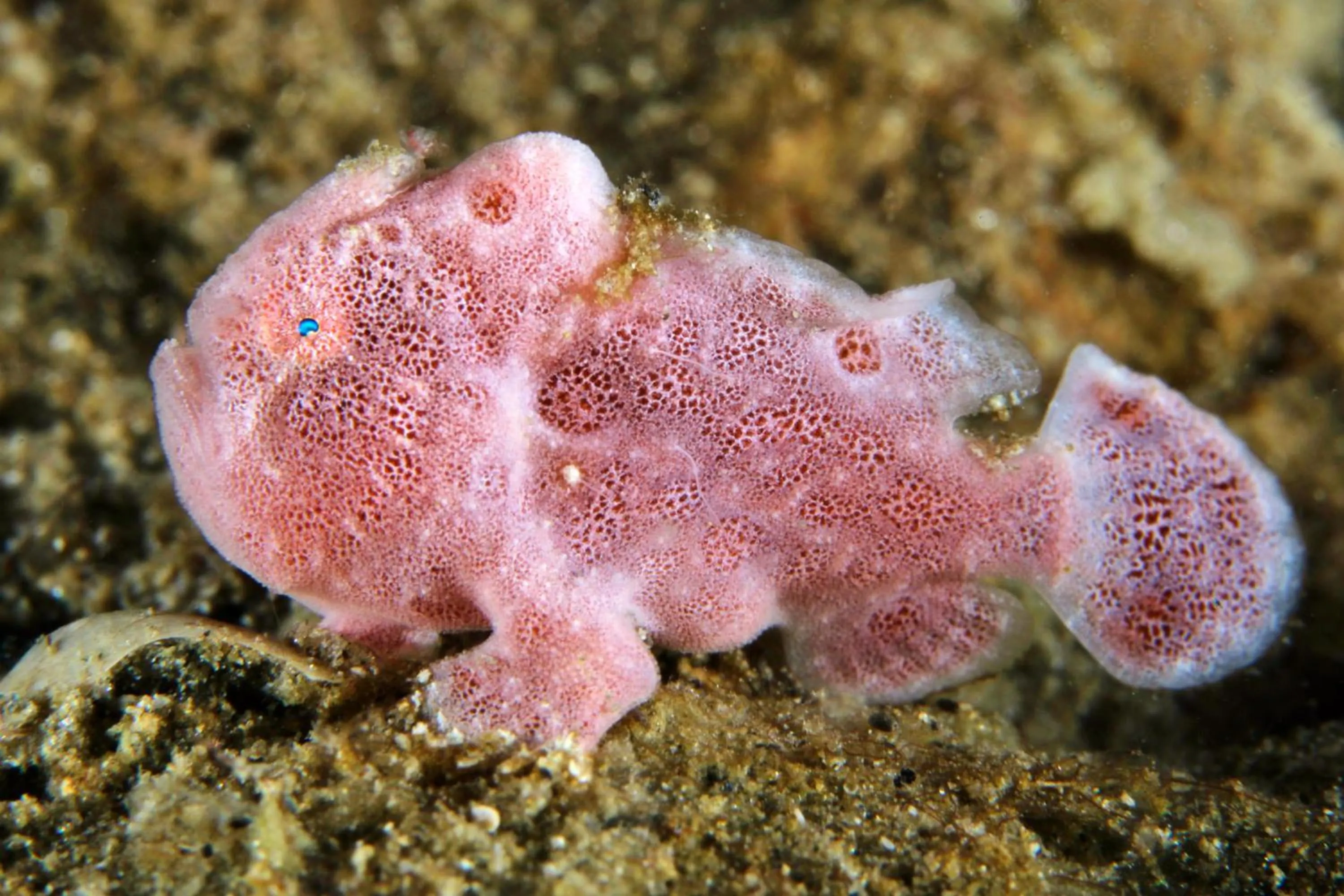 Diving in The Three P Beach Resort & Dive Center