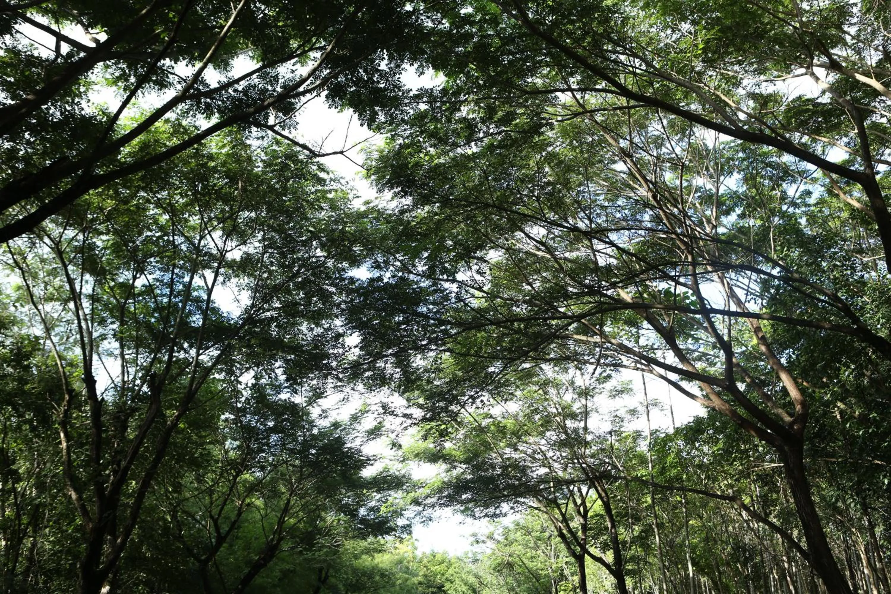 Natural landscape in InterContinental Khao Yai Resort by IHG