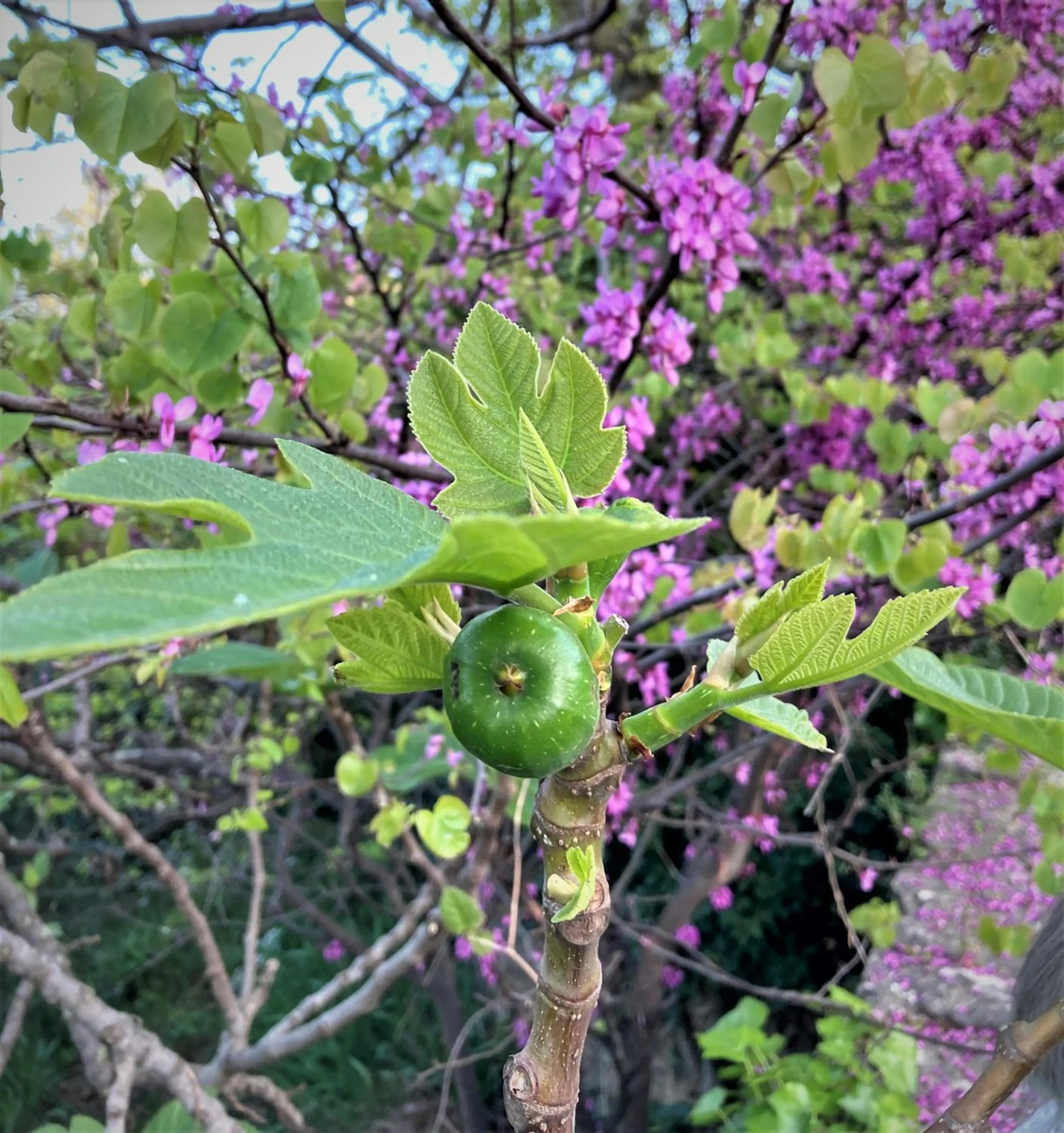 Garden in CheRiedel Bed & Breakfast & Art Gallery