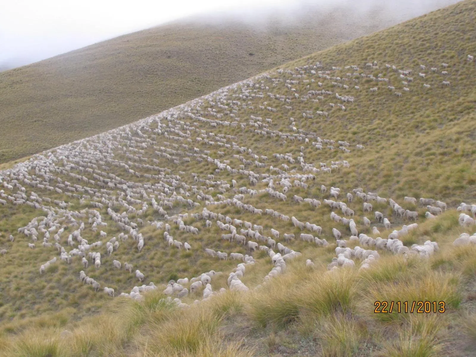 Animals in Dunstan Downs High Country Sheep Station