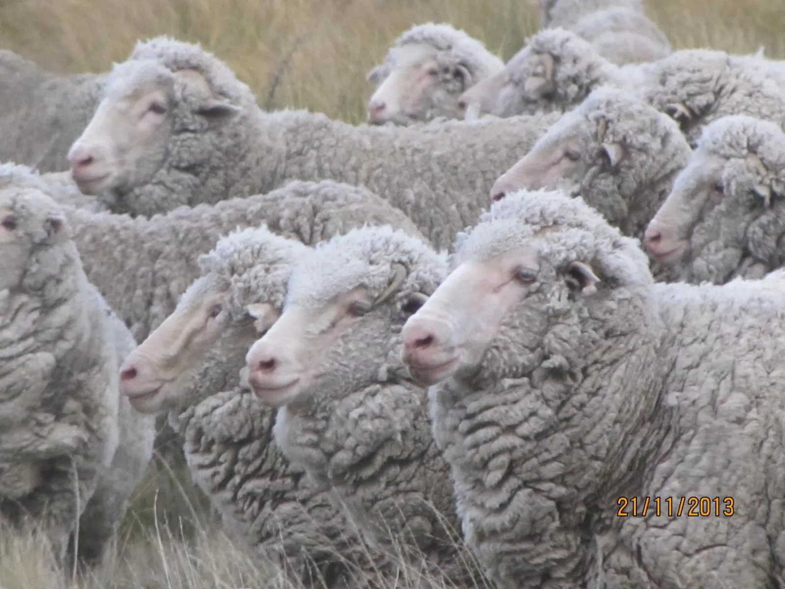 Area and facilities in Dunstan Downs High Country Sheep Station