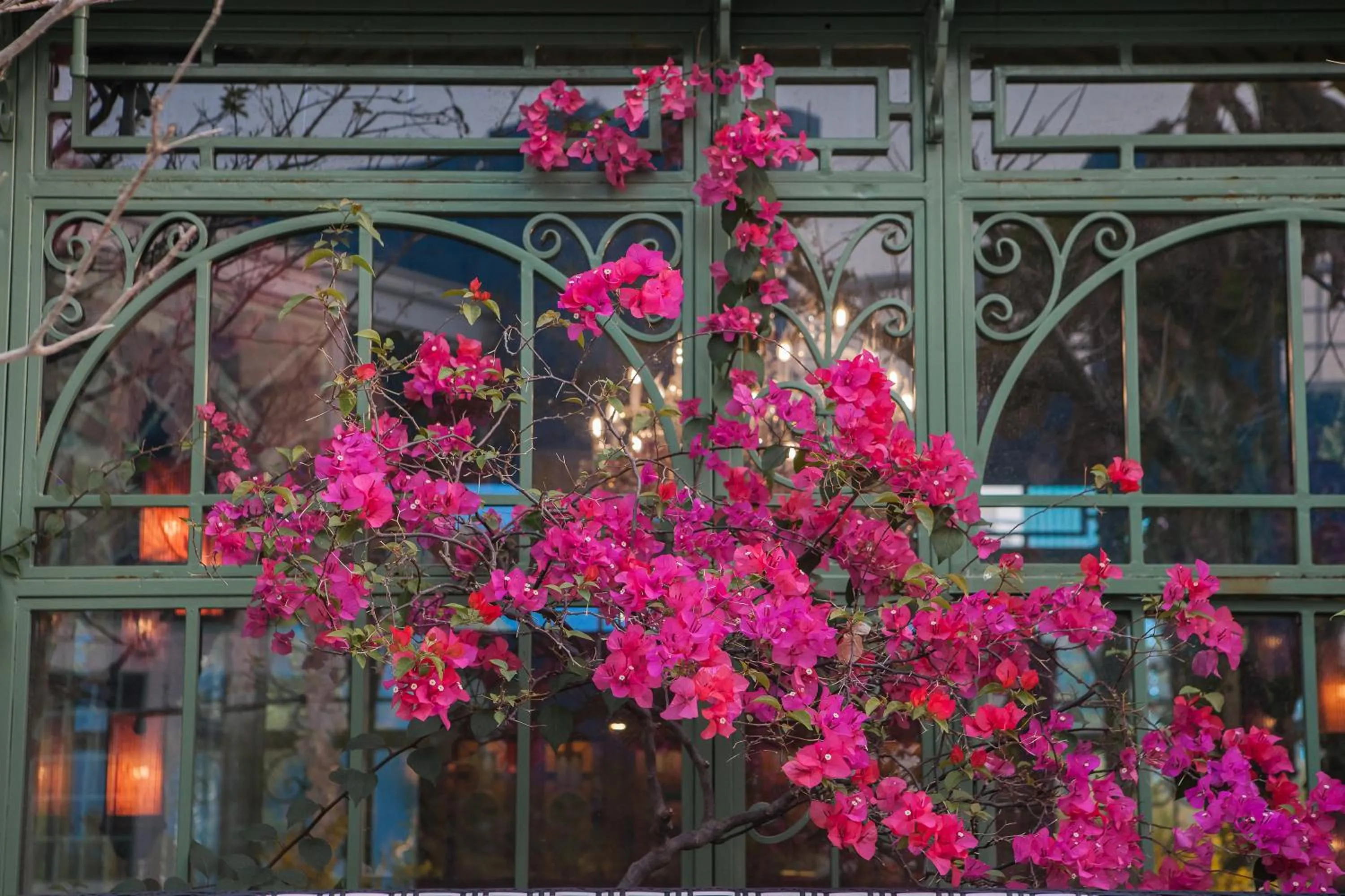 Garden in Anna King Hotel