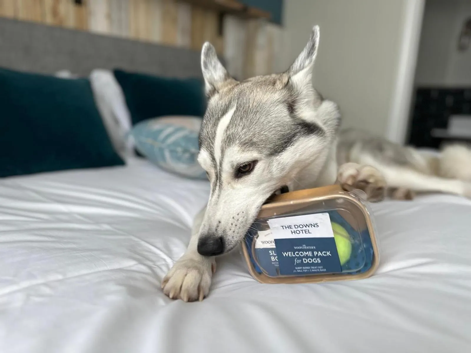 Animals in Downs Hotel