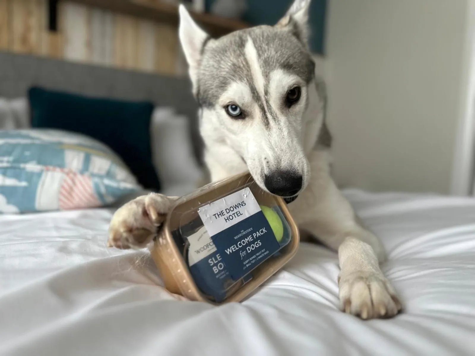 Animals in Downs Hotel