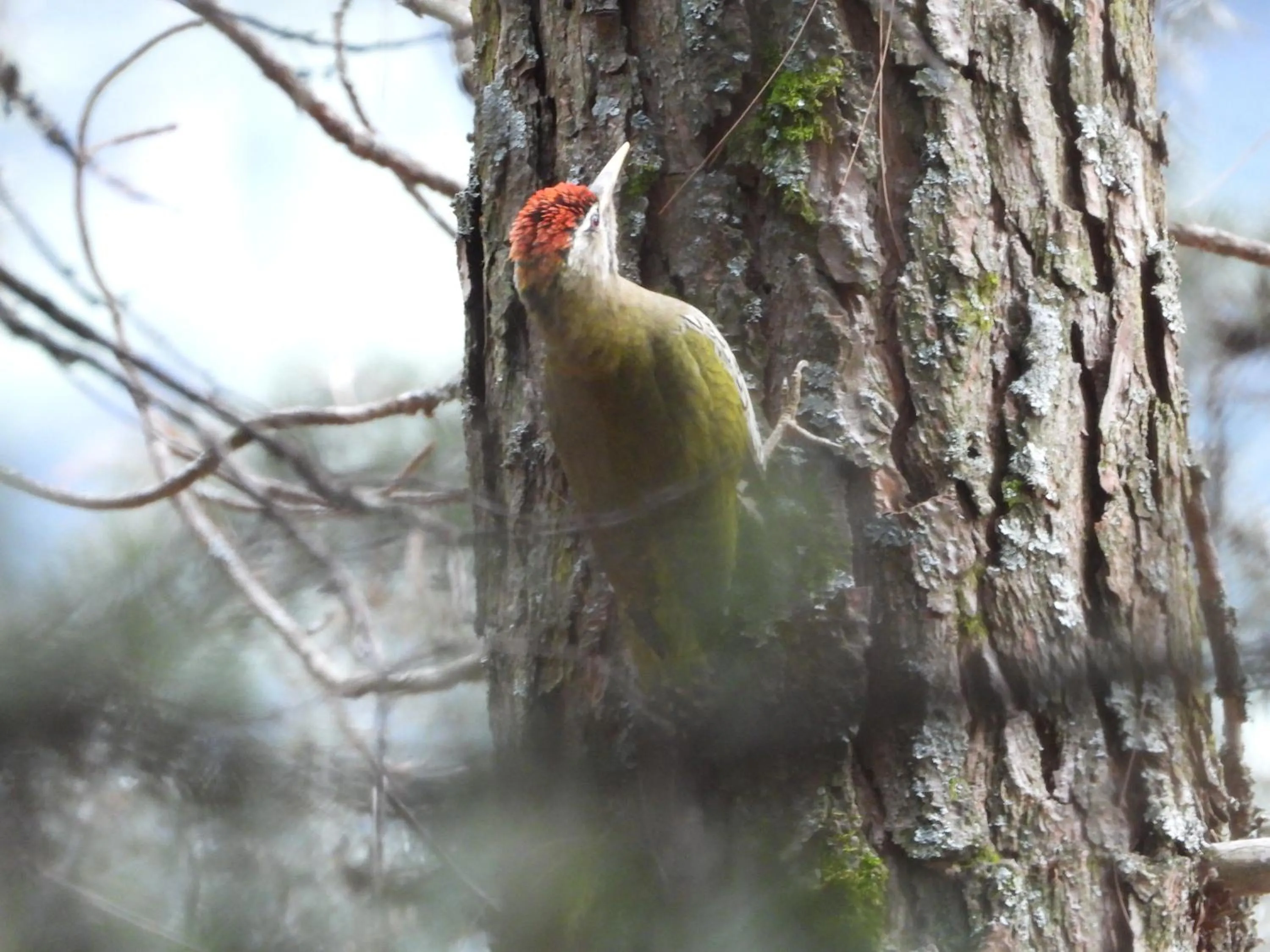 Activities in The Royal Orchard Kasol