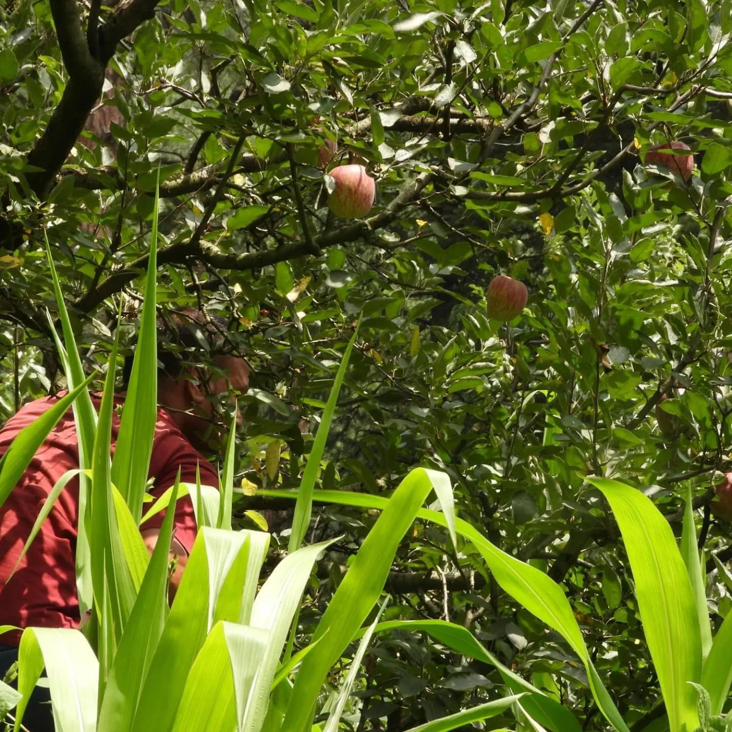 Garden in The Royal Orchard Kasol