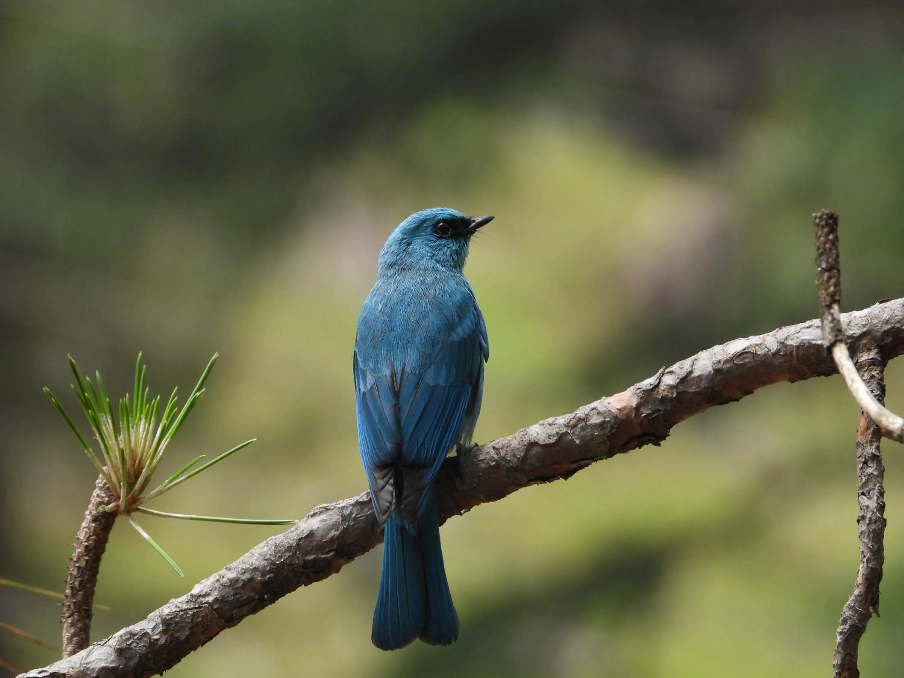 Activities in The Royal Orchard Kasol