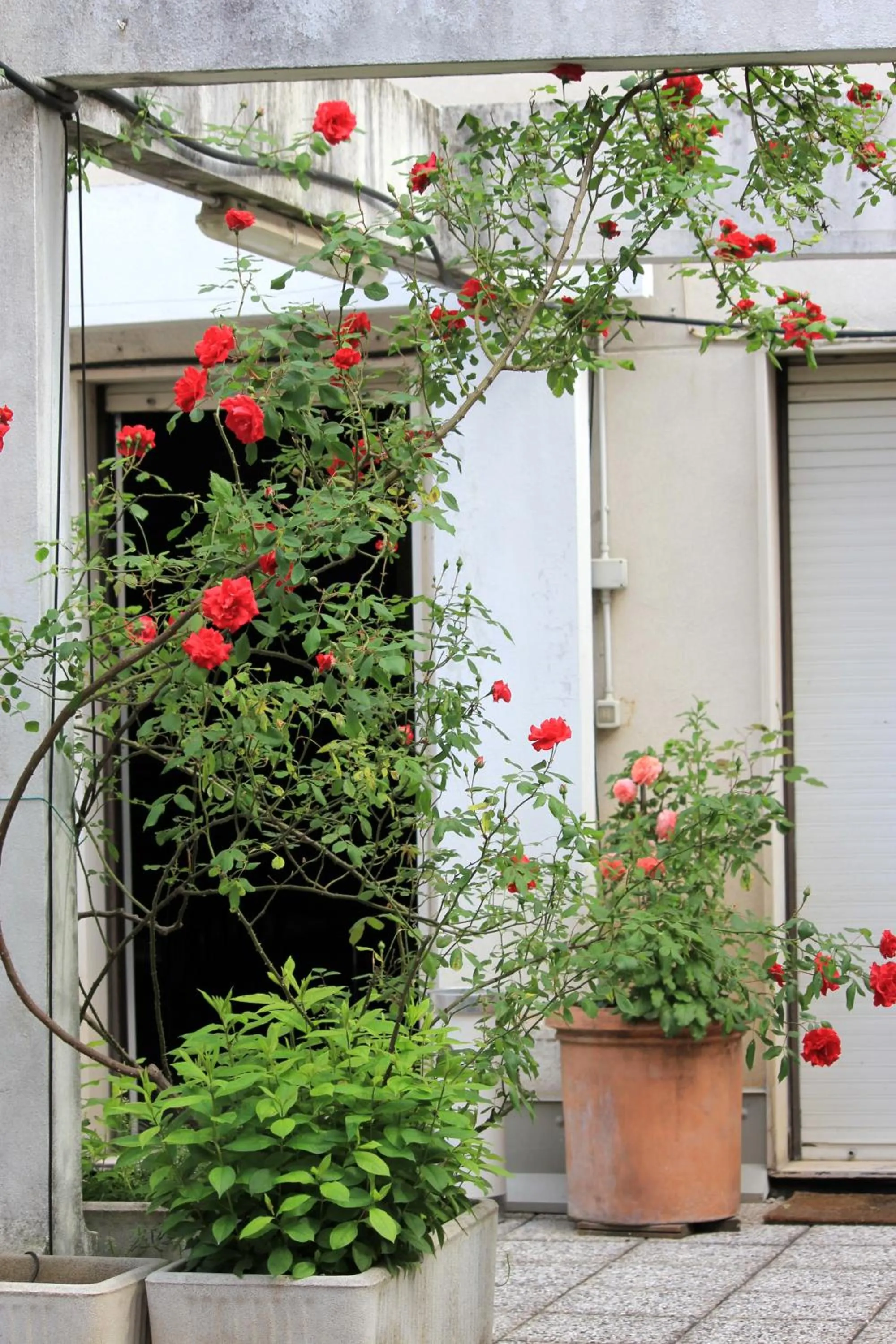 Balcony/Terrace in Albergo Residence Italia Vintage Hotel