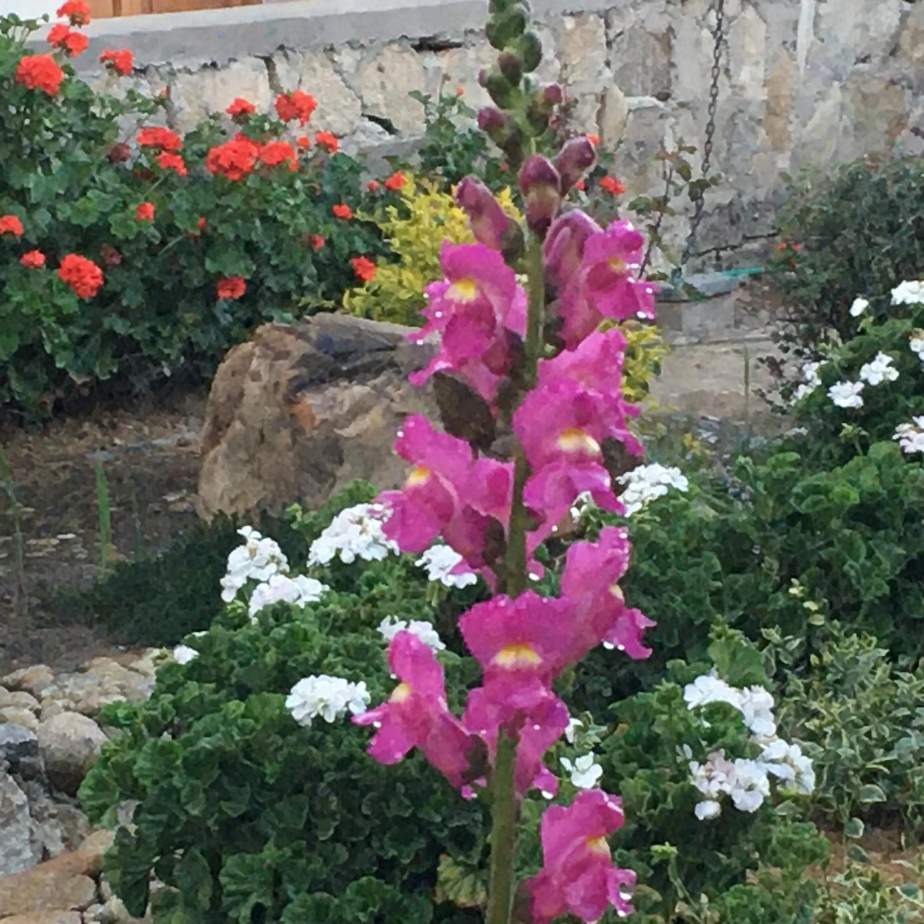 Garden view in La casa de Teresita