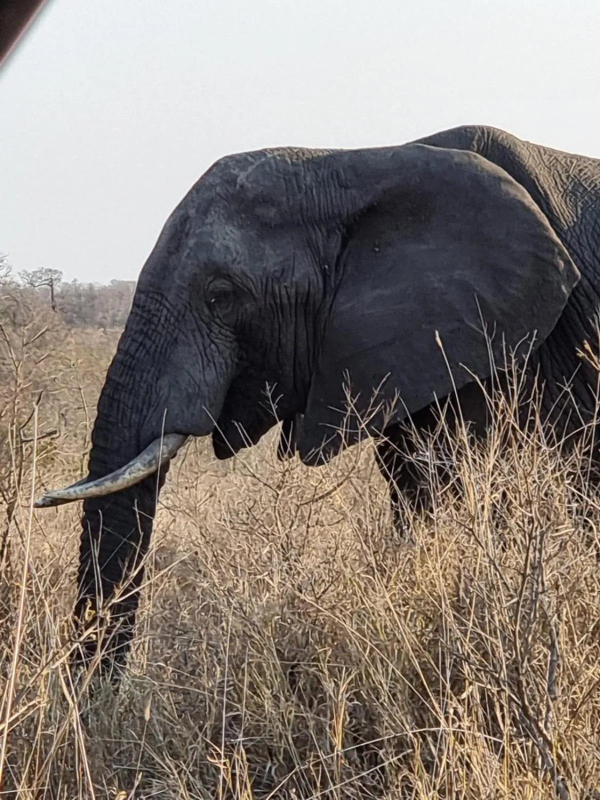 The Wild Olive Tree Camp