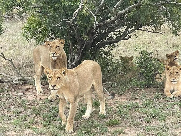 The Wild Olive Tree Camp