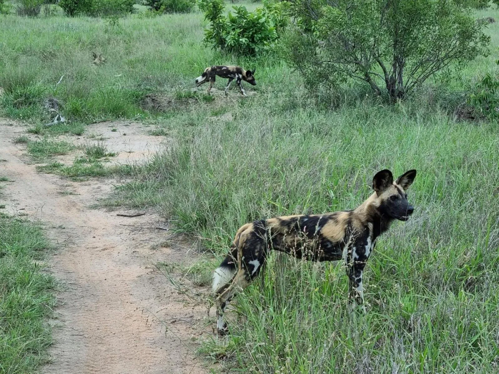 Animals in The Wild Olive Tree Camp