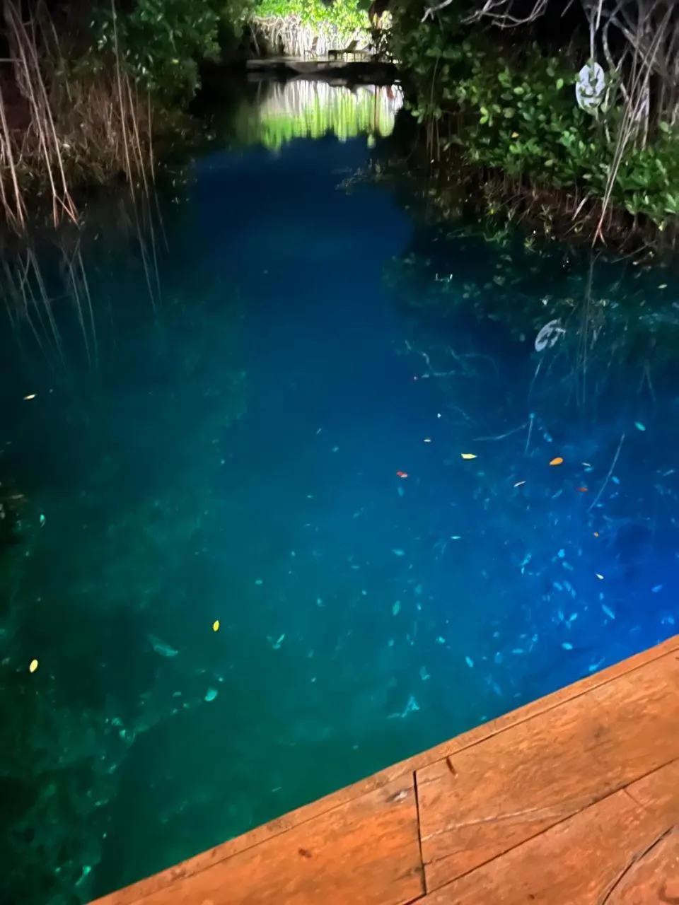 Natural landscape in Cabañas Tulum - Aldea Mangle & Cenote