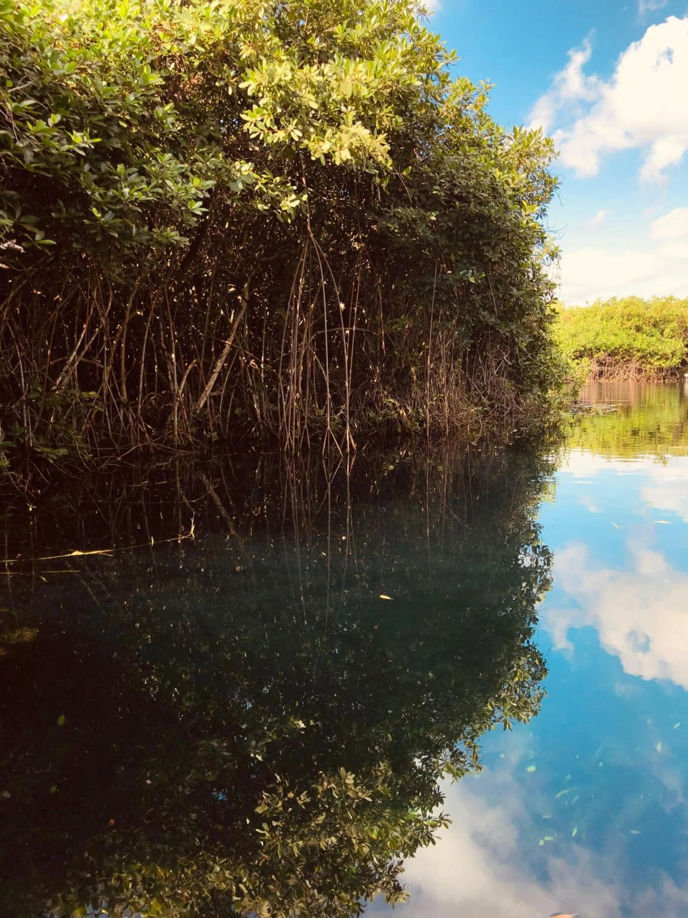 Day in Cabañas Tulum - Aldea Mangle & Cenote