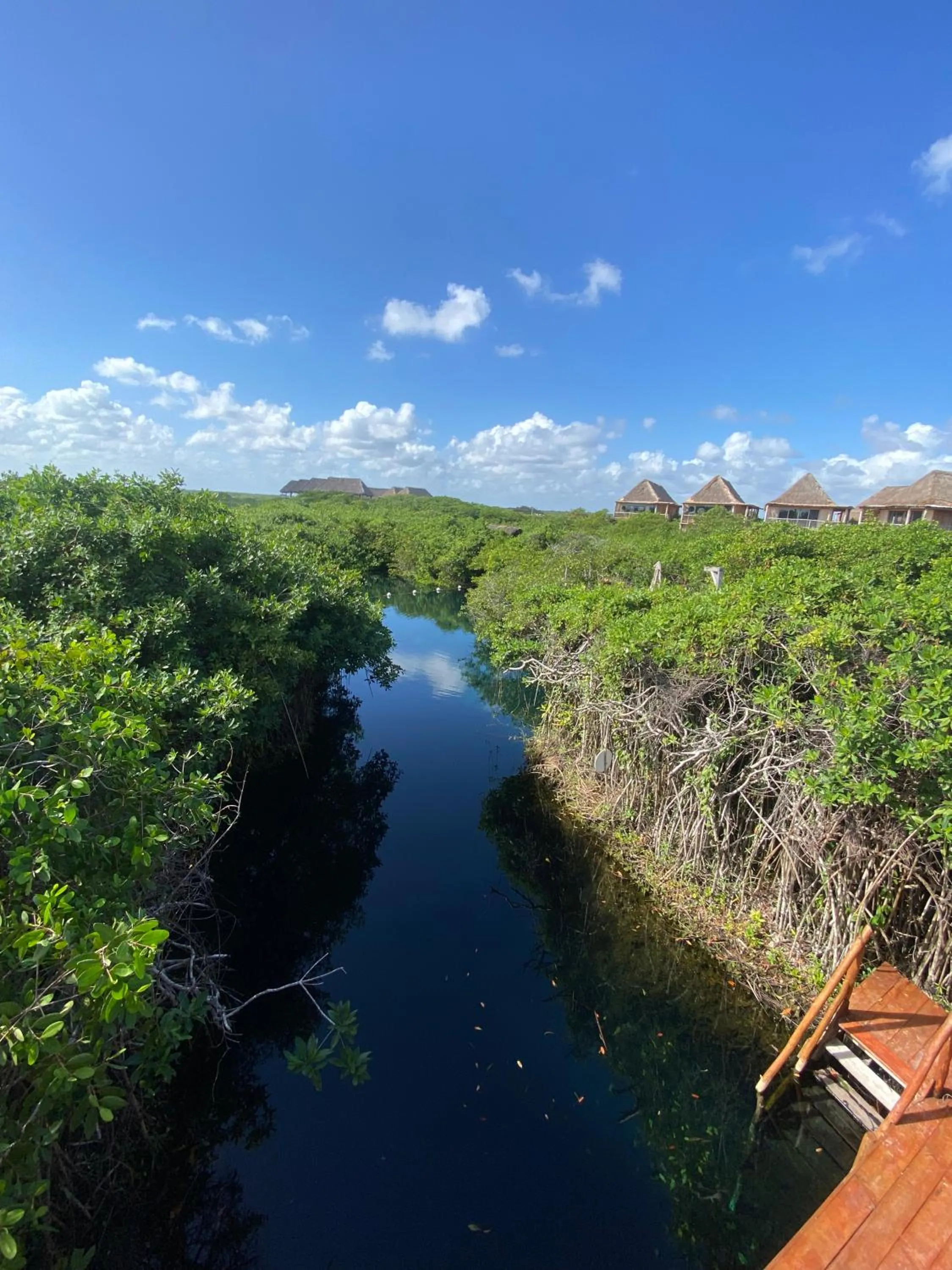 Natural landscape in Cabañas Tulum - Aldea Mangle & Cenote