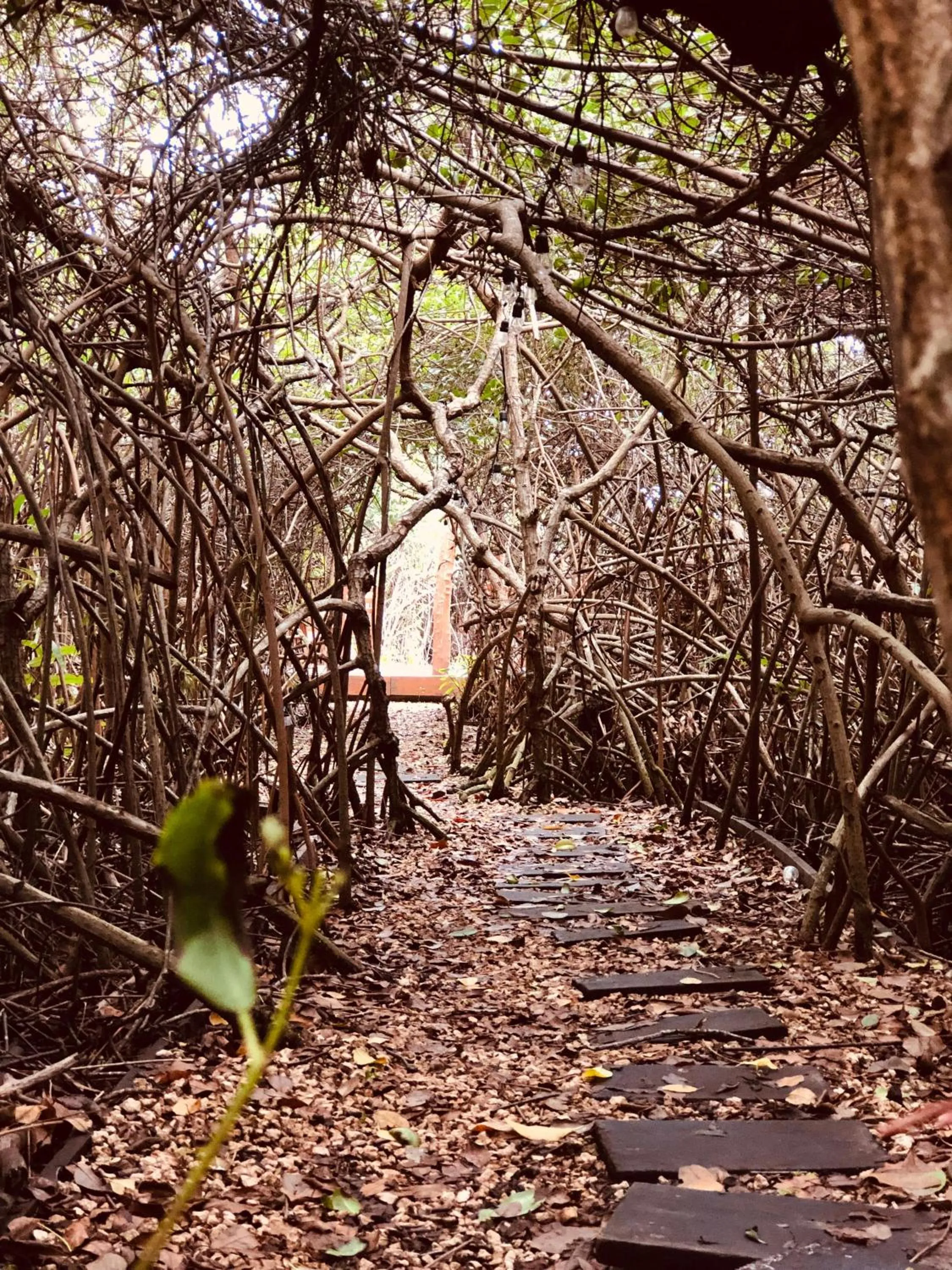 Natural landscape in Cabañas Tulum - Aldea Mangle & Cenote
