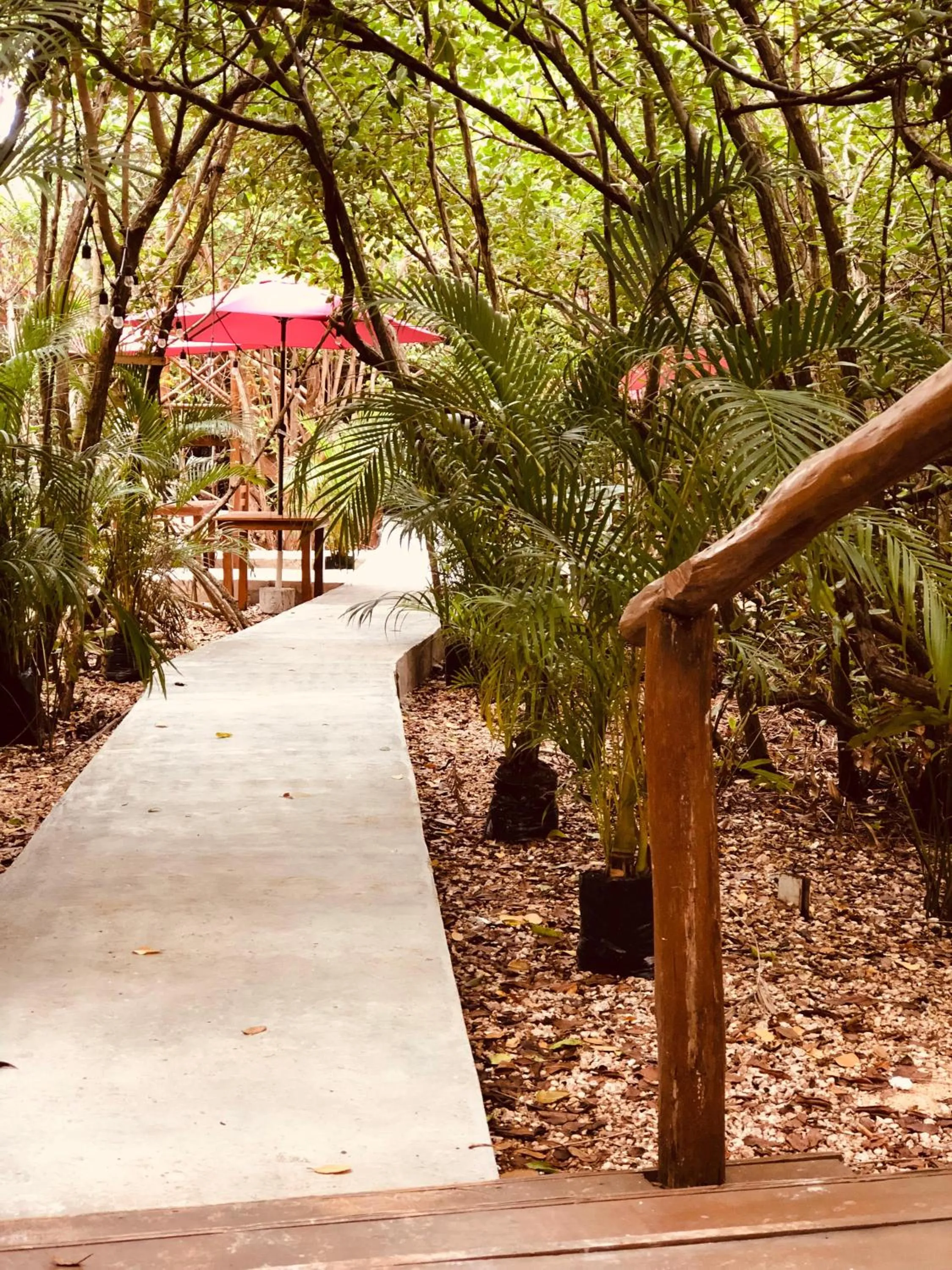 Natural landscape in Cabañas Tulum - Aldea Mangle & Cenote