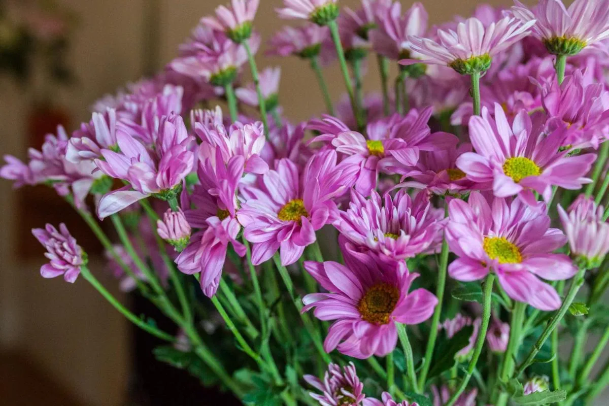 Euanjitt Chill House