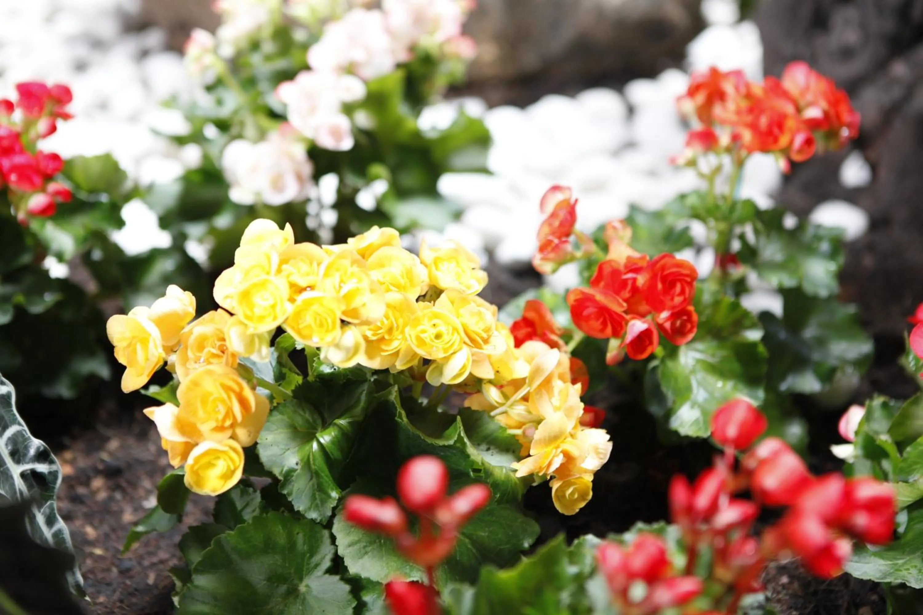 Euanjitt Chill House