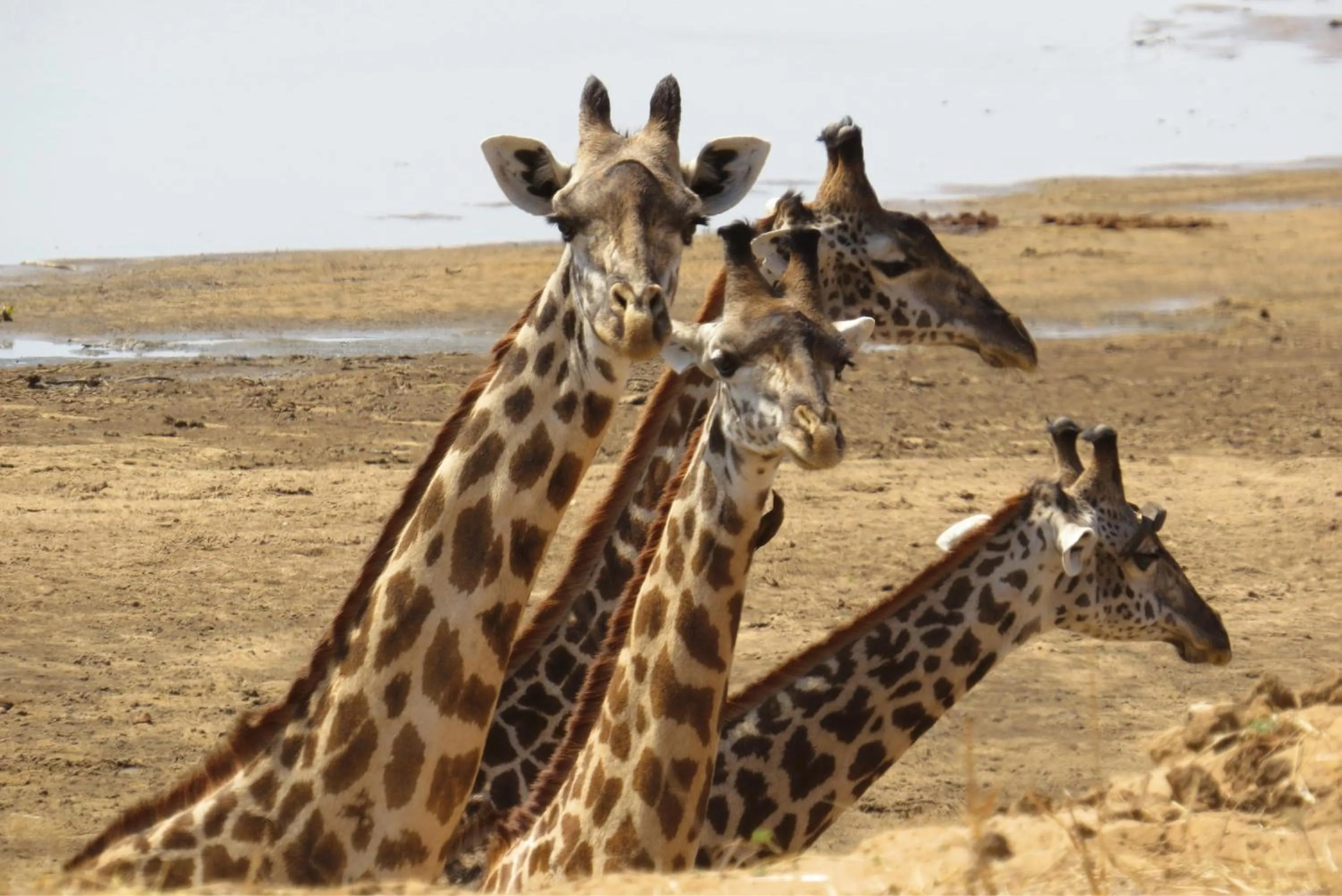 Animals in Crocodile Bridge Safari Lodge