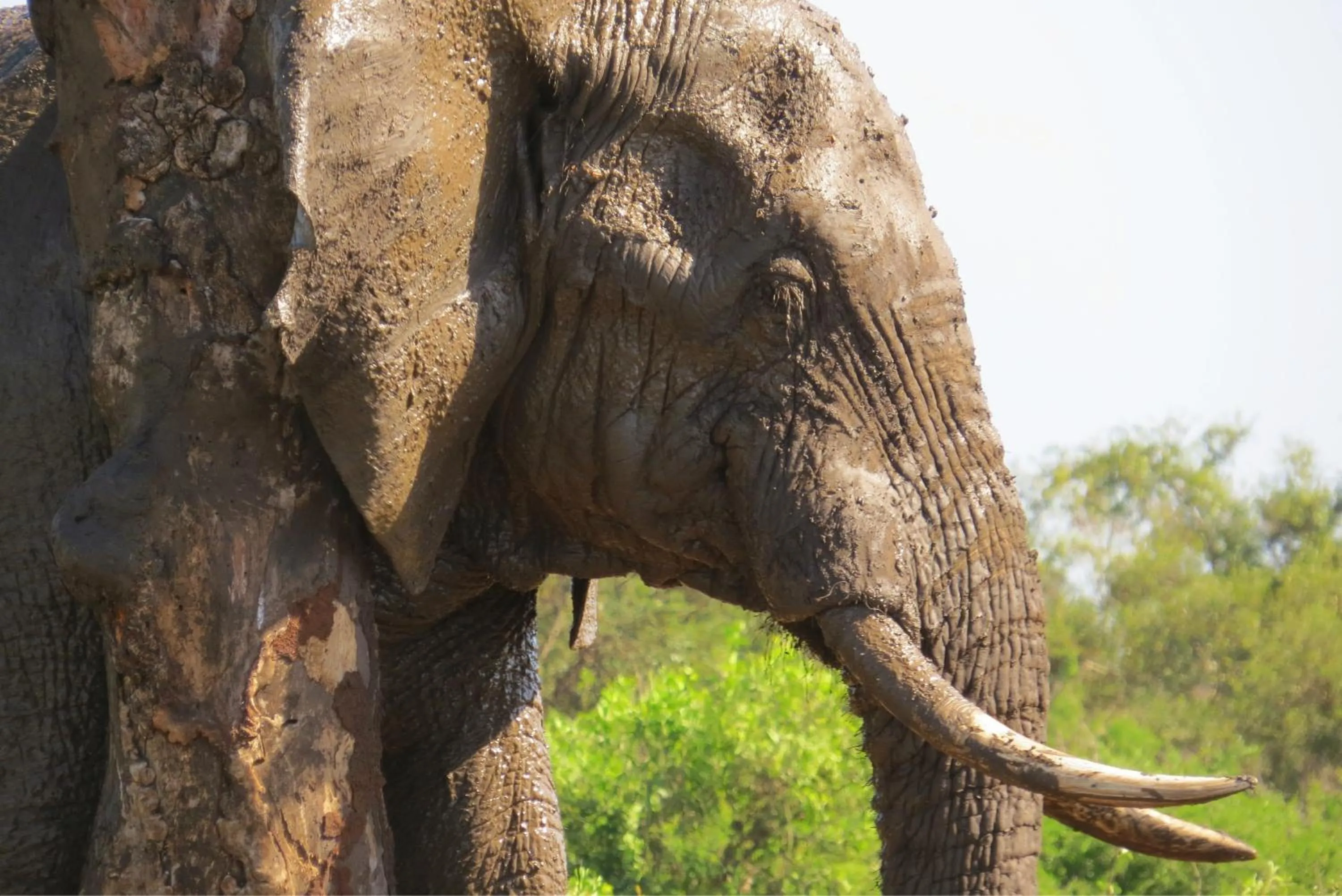 Animals in Crocodile Bridge Safari Lodge