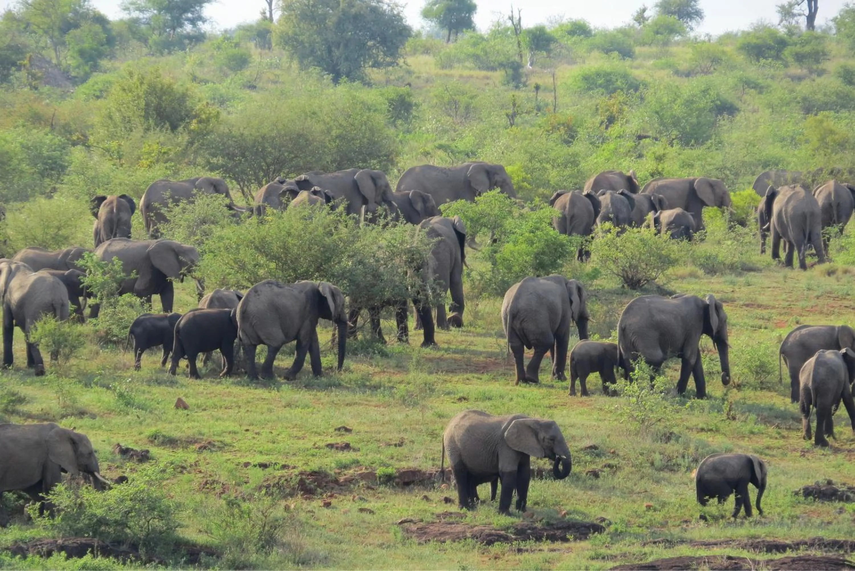 Animals in Crocodile Bridge Safari Lodge