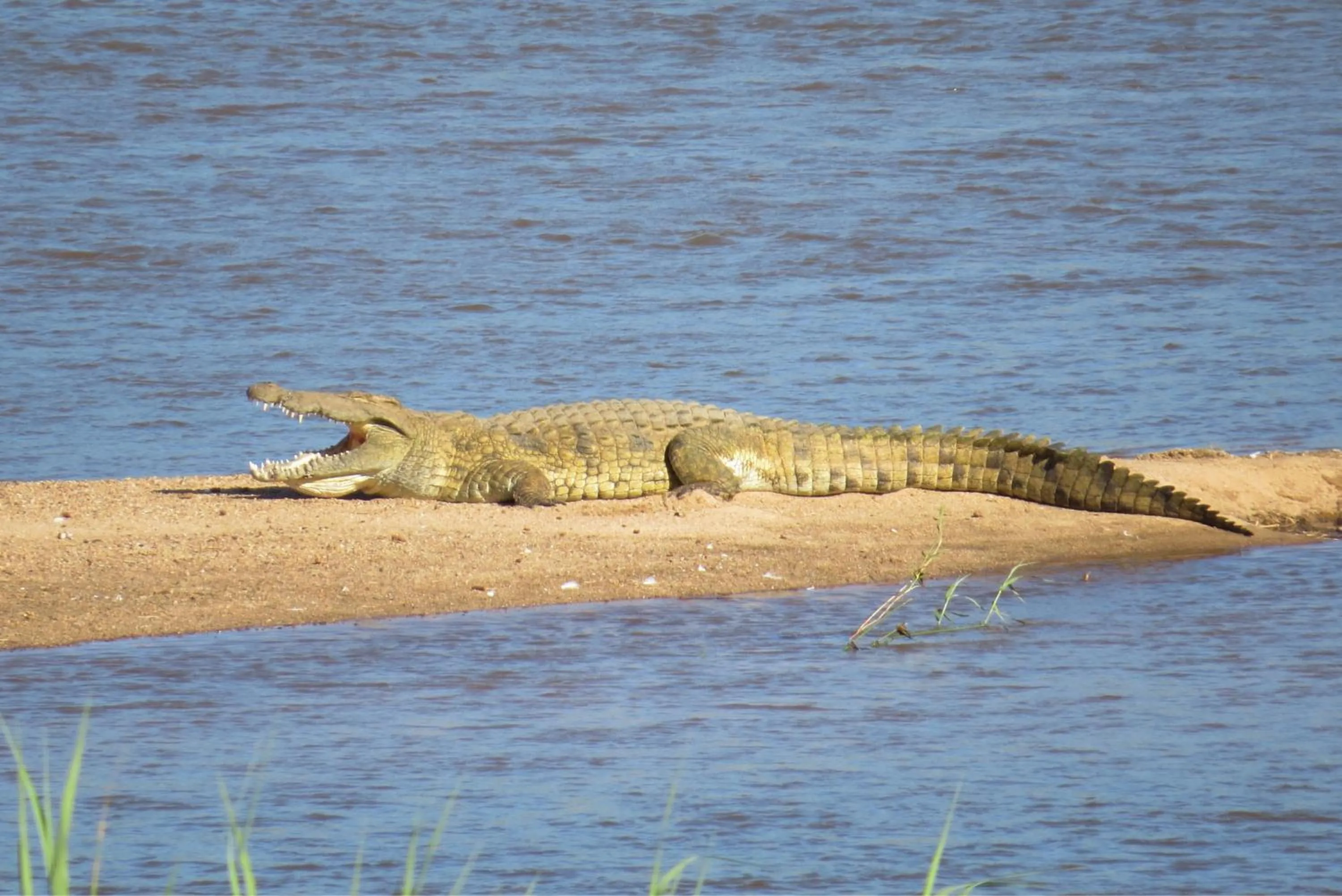 Animals in Crocodile Bridge Safari Lodge