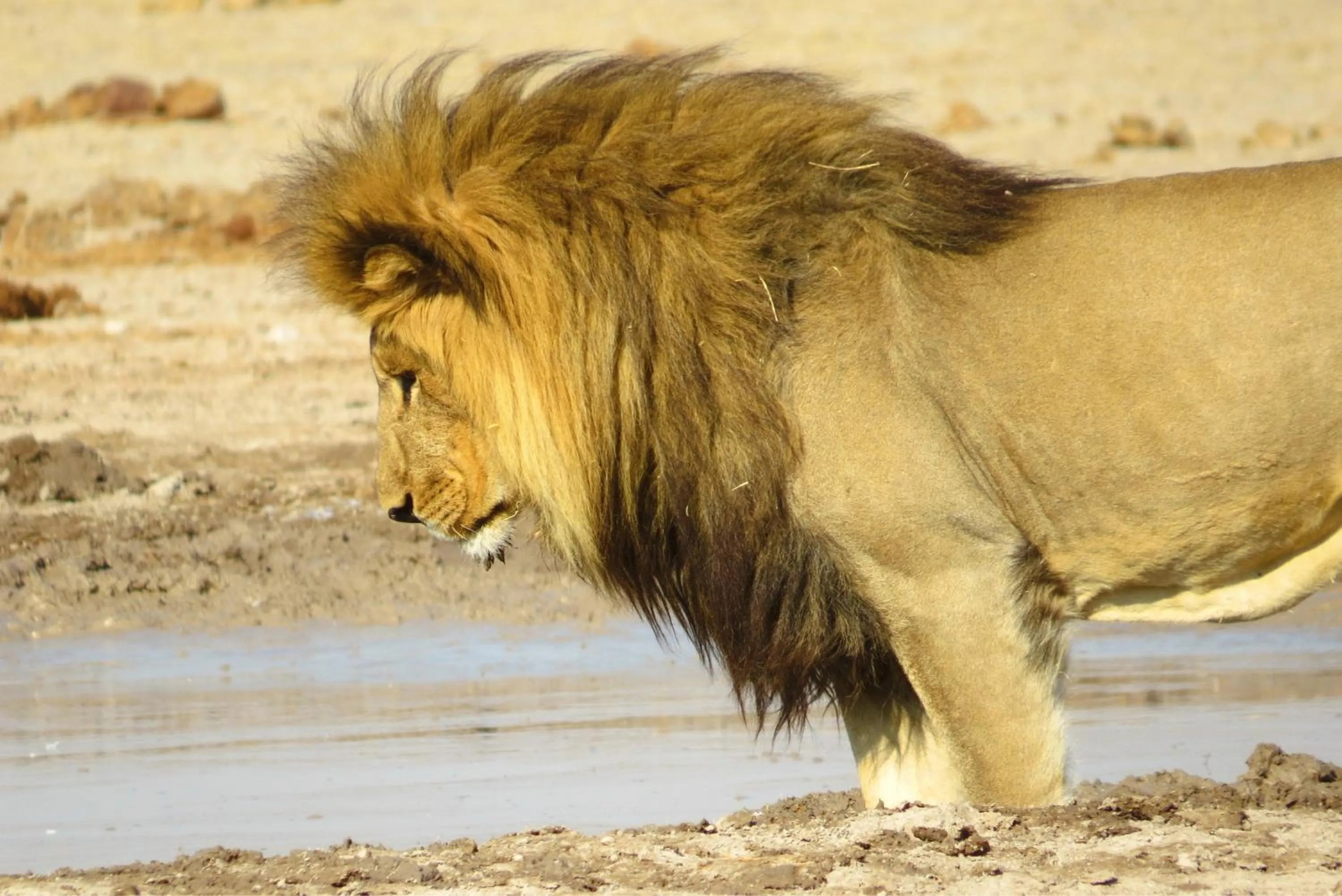 Animals in Crocodile Bridge Safari Lodge