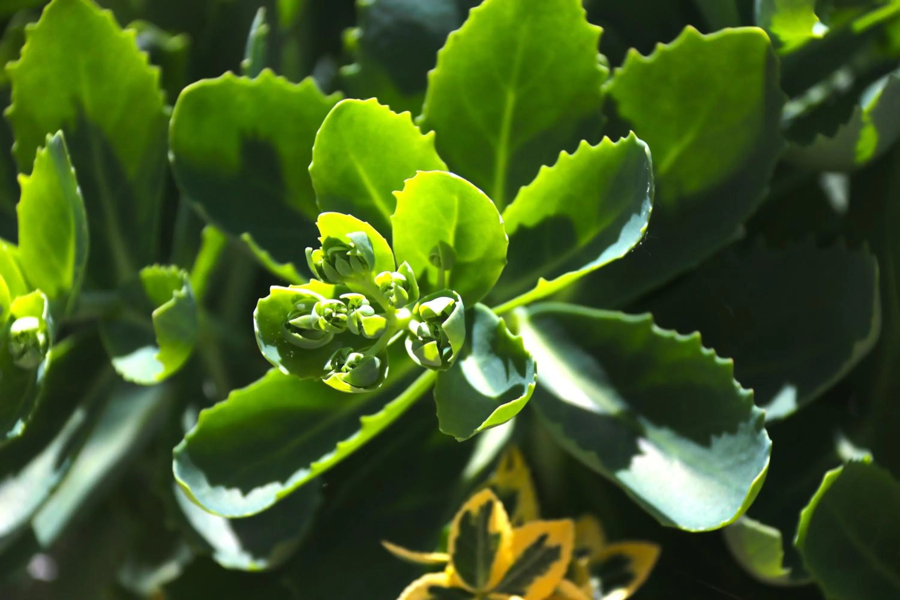 Garden in Gasthaus Tannenhof