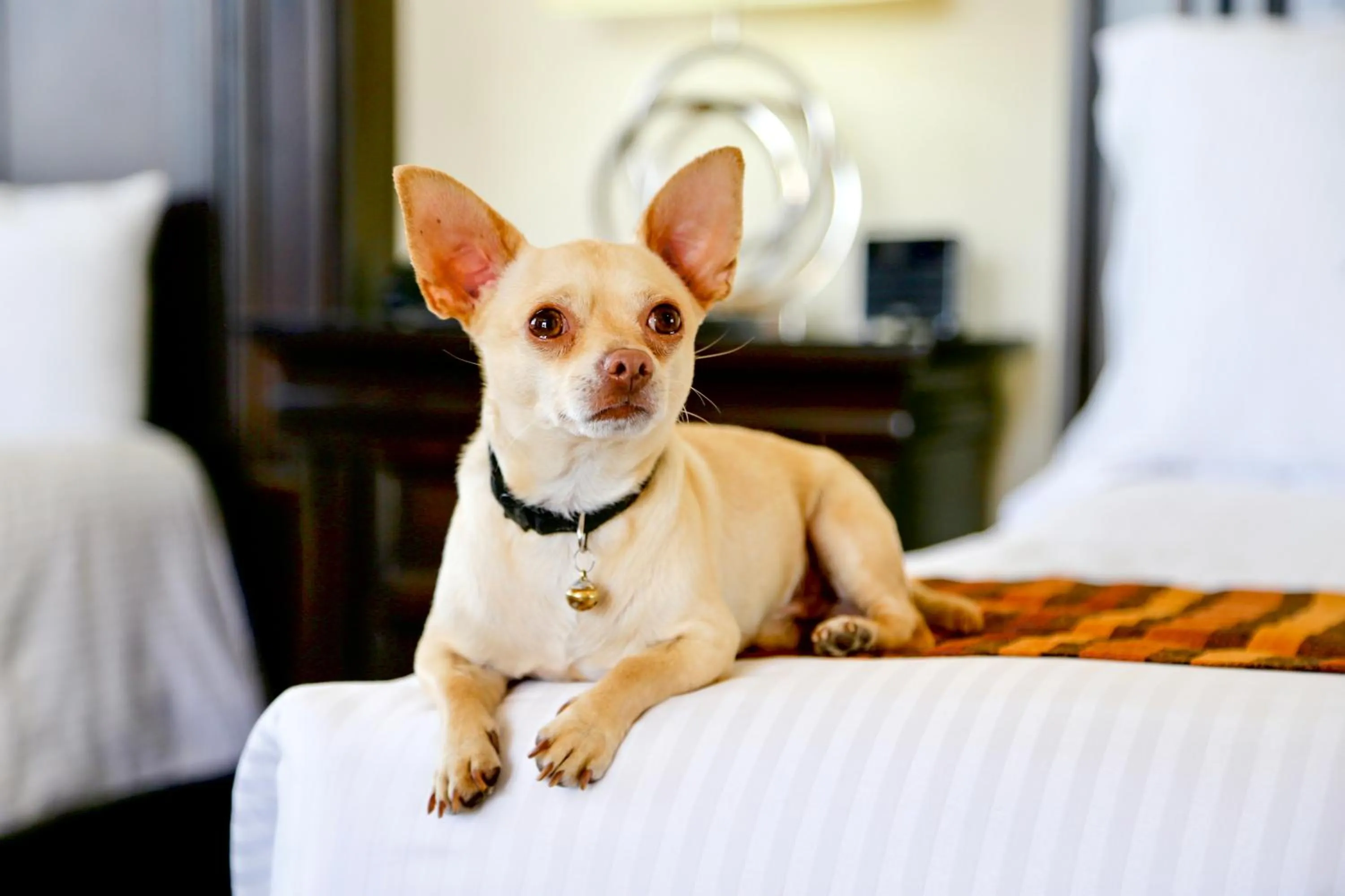 Pets in Hotel Stadium Leon