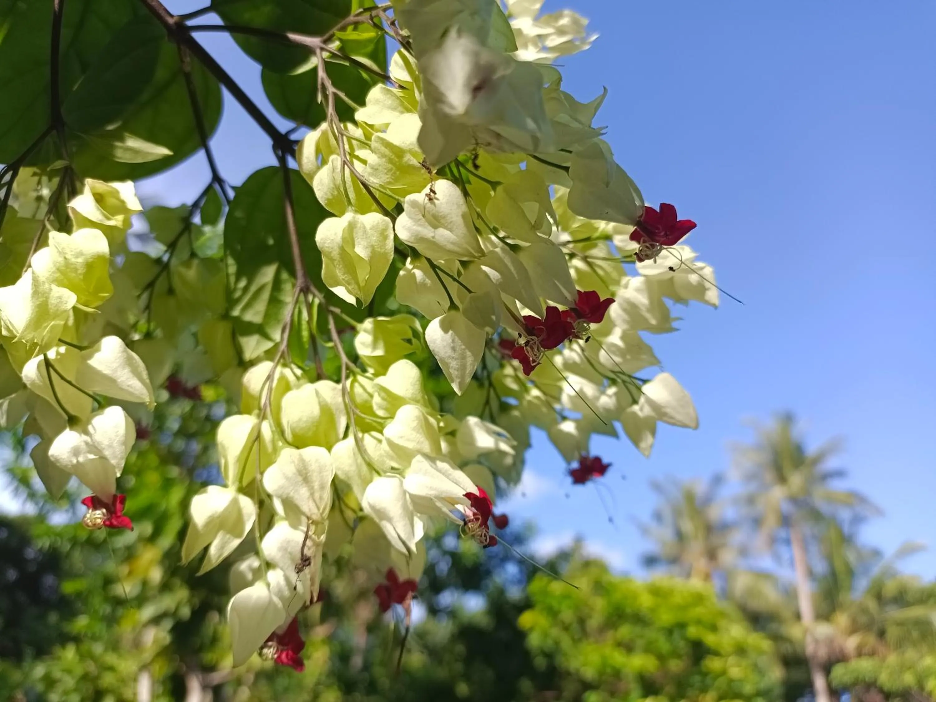 Garden in Valentina Resort & Spa Phu Quoc