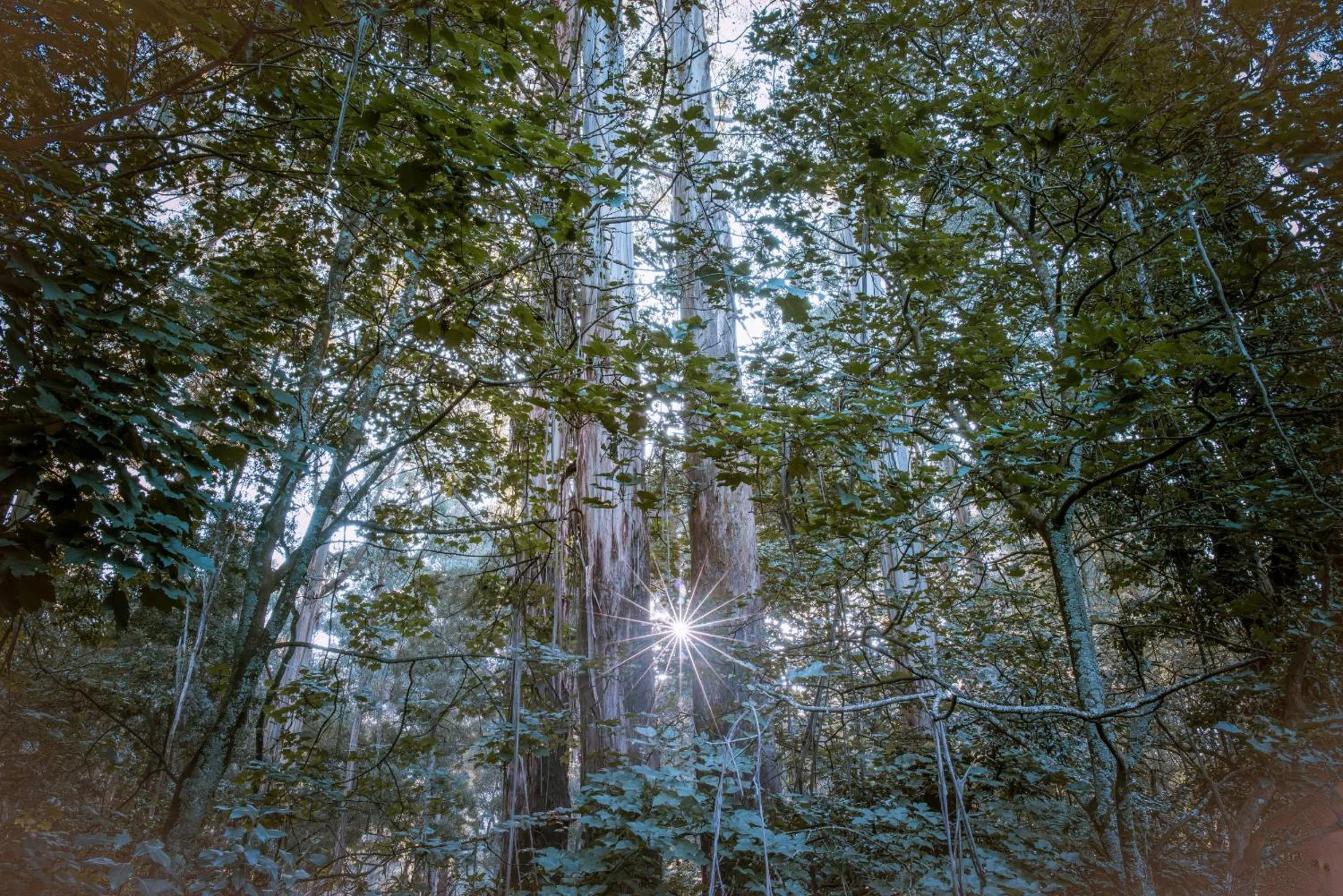 Garden in Belle Le Vie