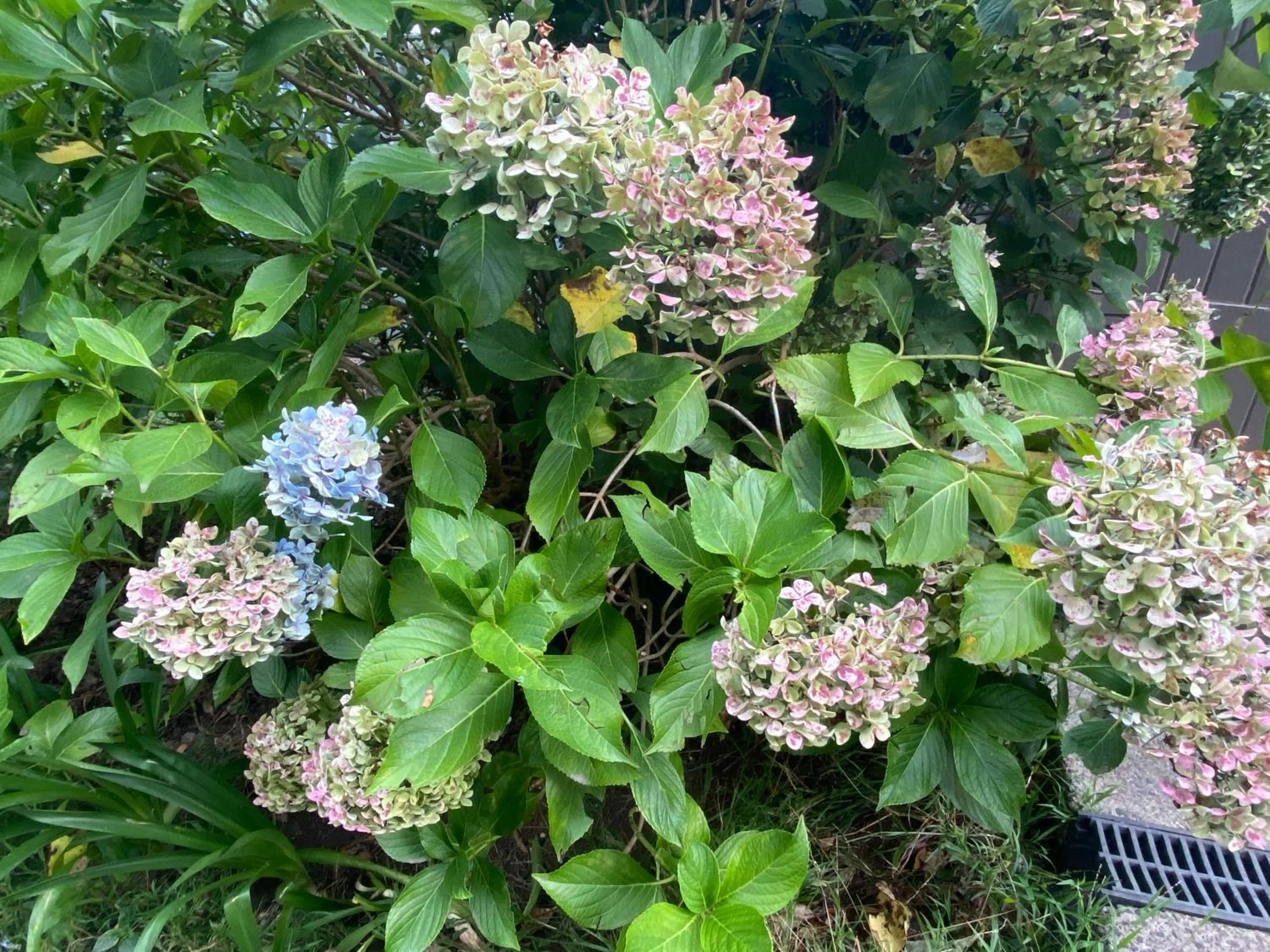 Garden view in Belle Le Vie