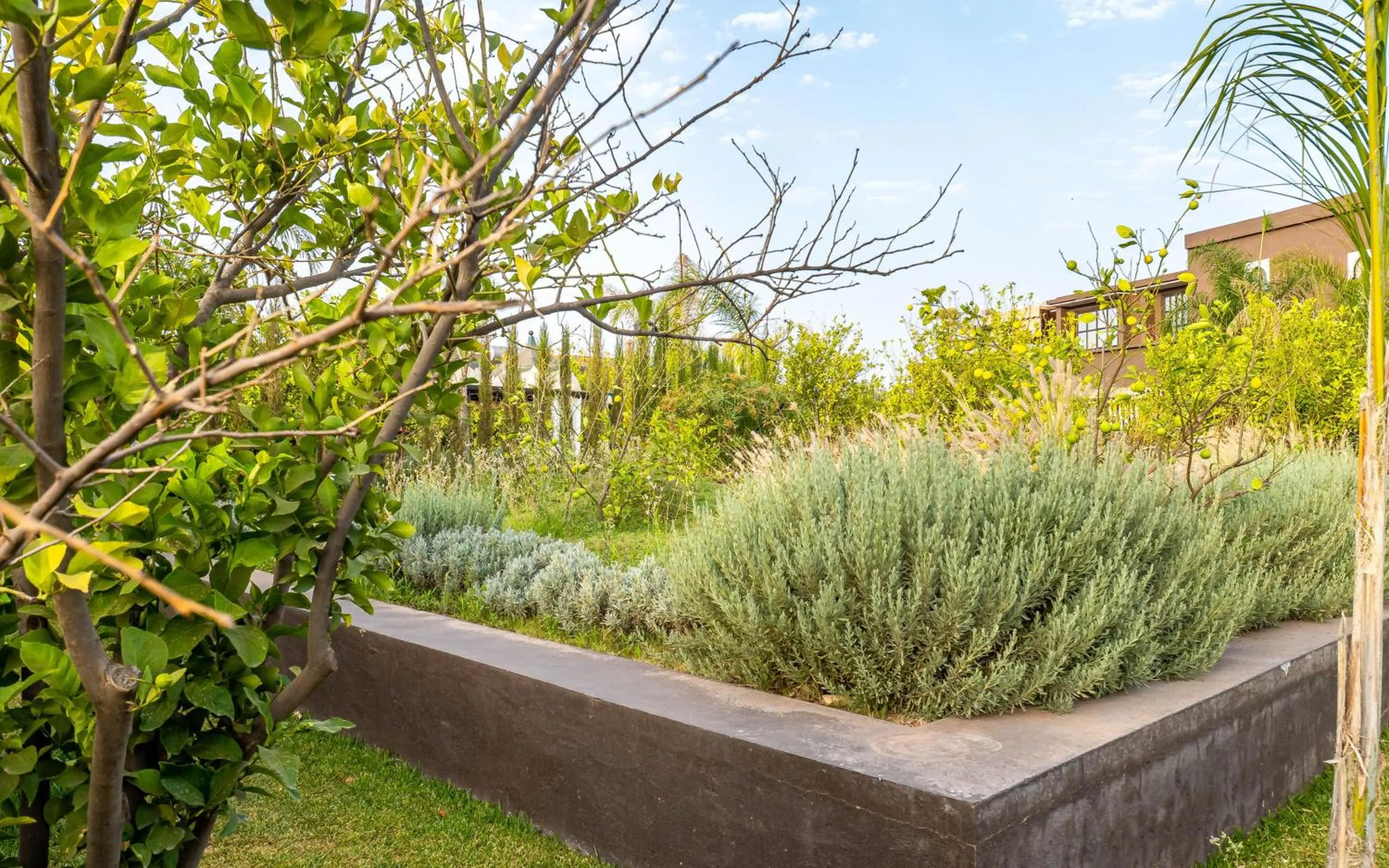 Spring in The Lemonary Marrakech