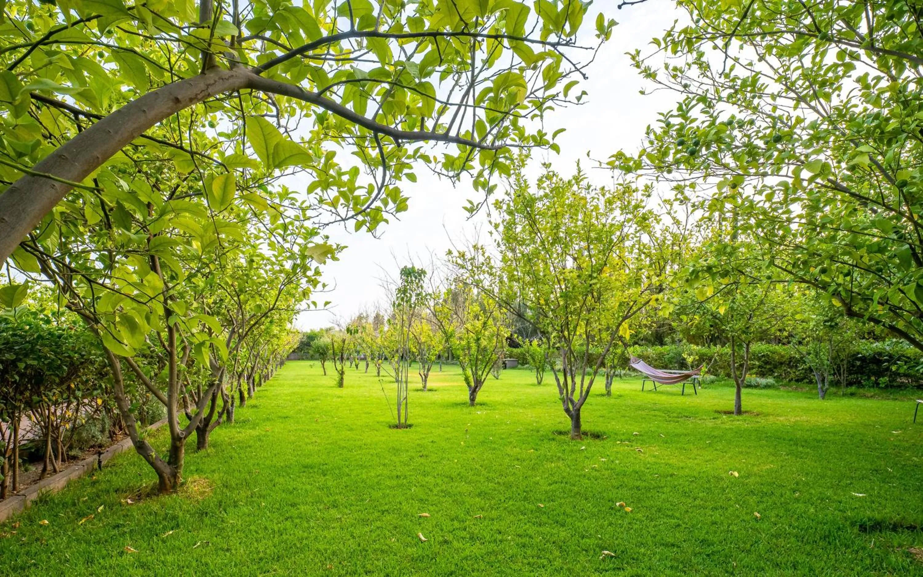 Spring in The Lemonary Marrakech