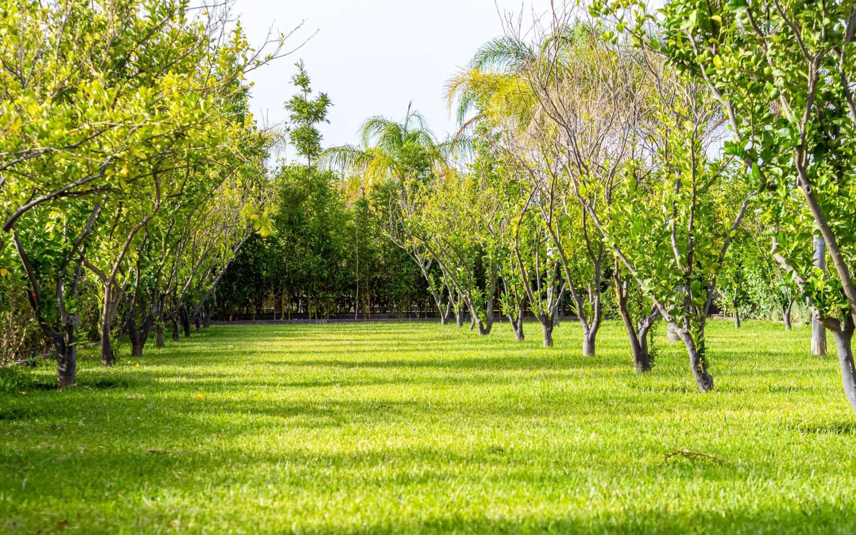 Spring in The Lemonary Marrakech