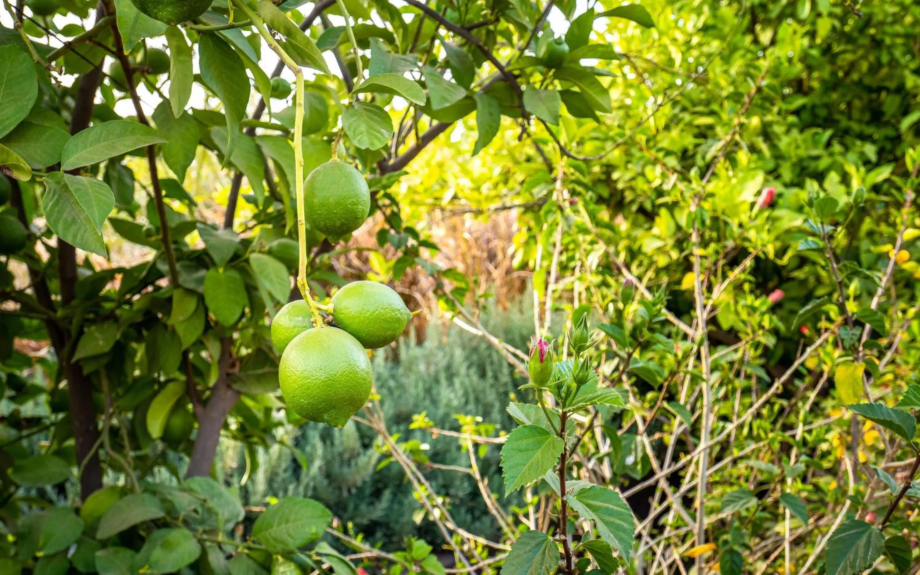 Spring in The Lemonary Marrakech