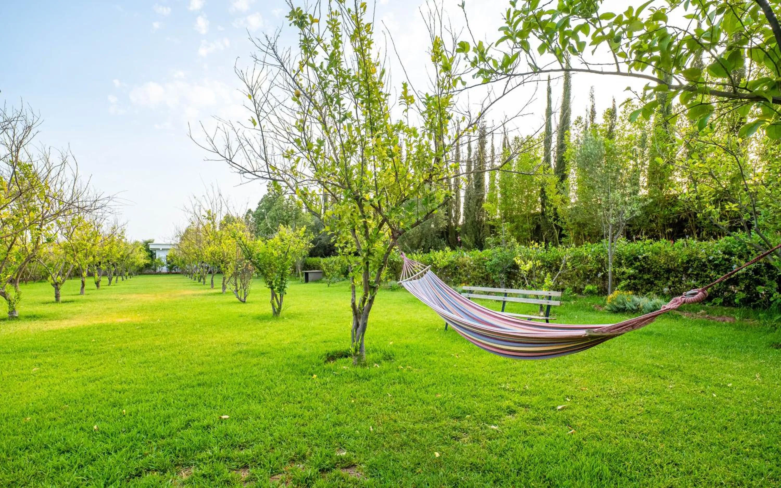 Spring in The Lemonary Marrakech