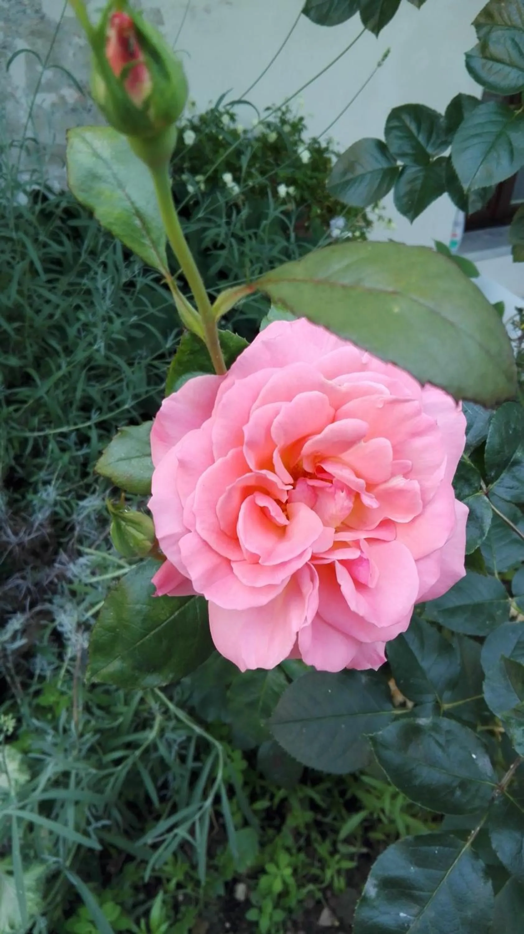 Garden in La Pajassa