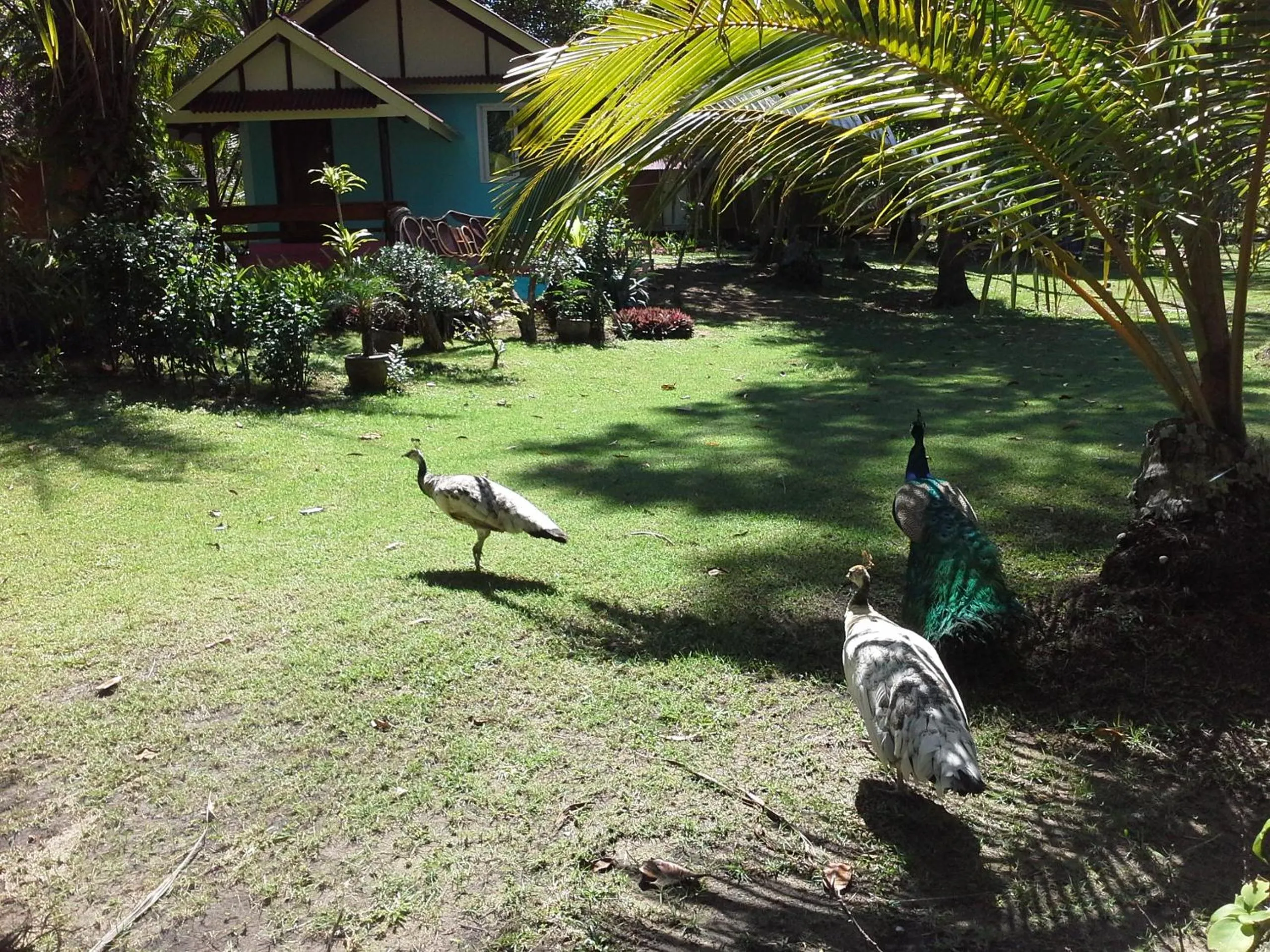 Day in Racha Sunset Resort