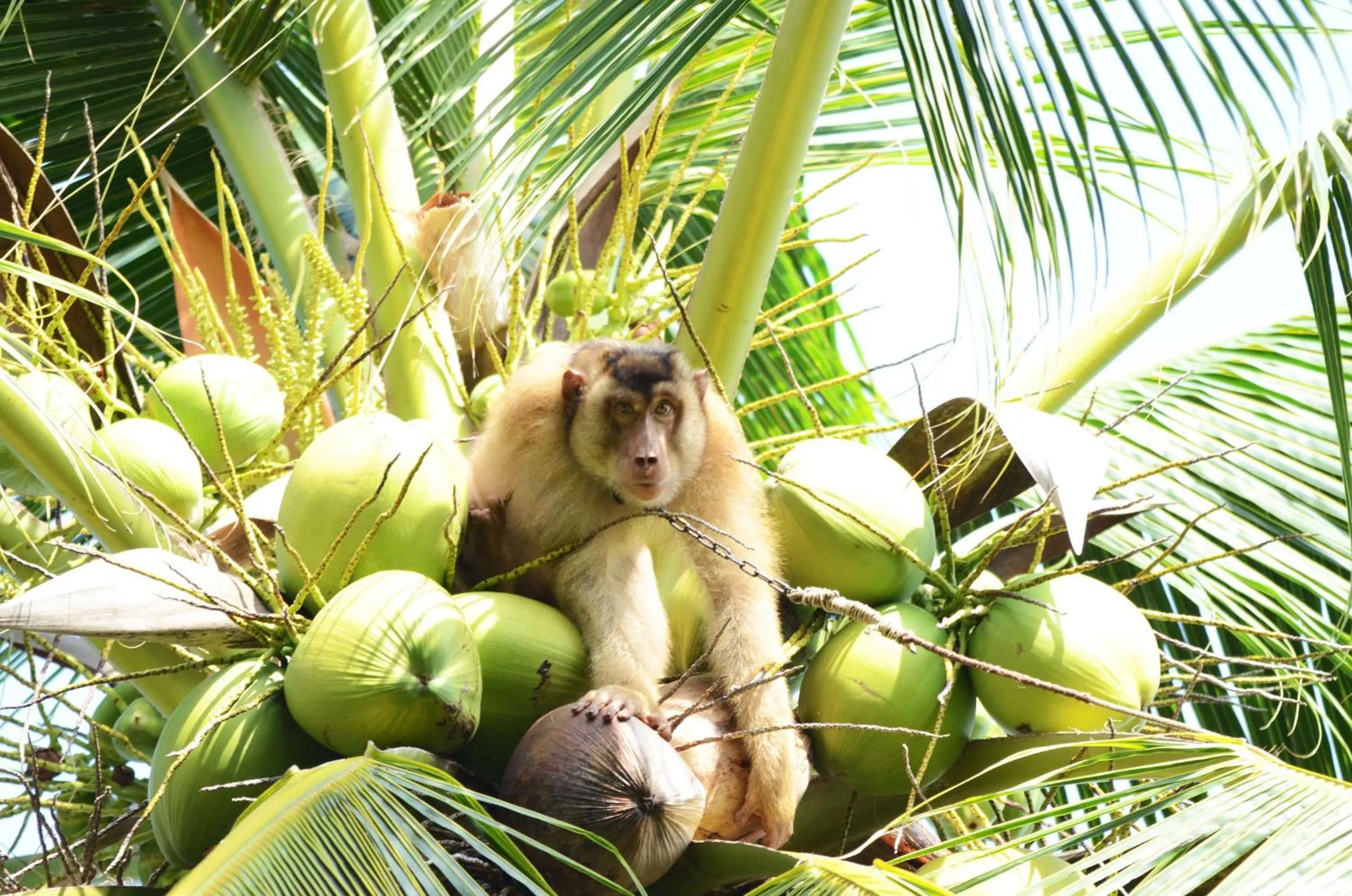 Day in Racha Sunset Resort