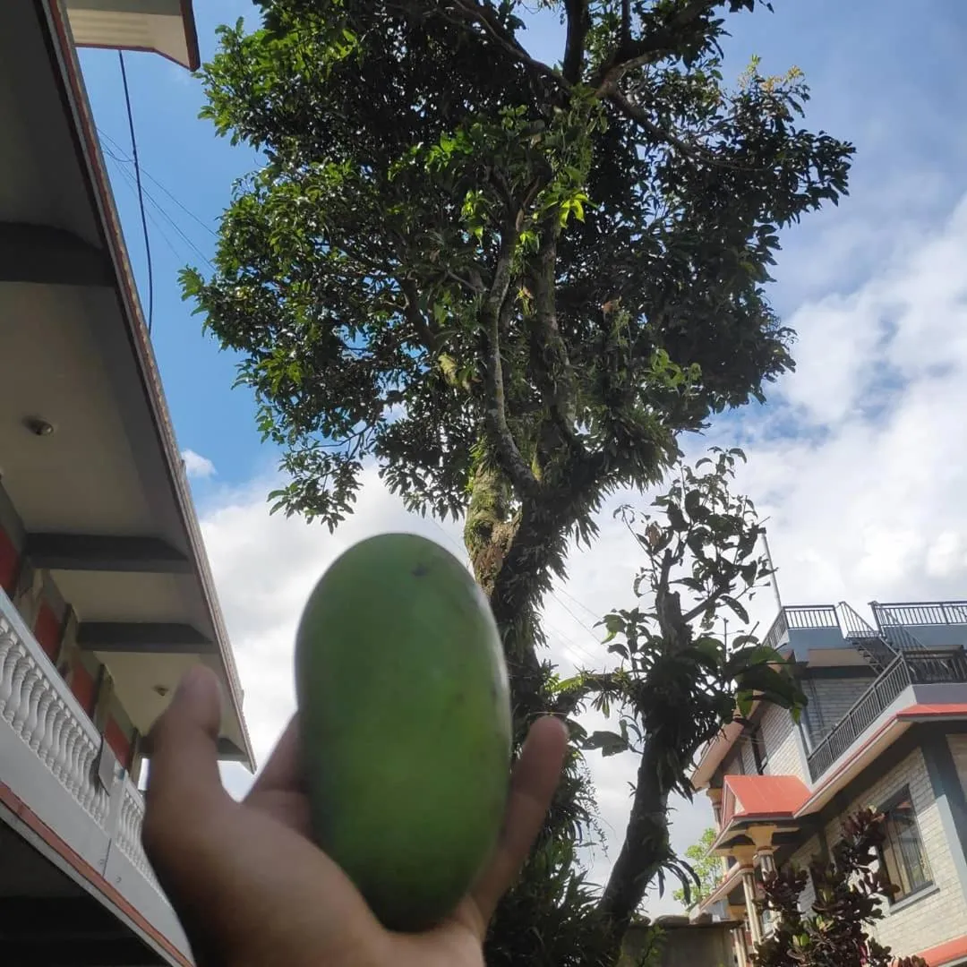 Garden view in Hotel Mountain View - Lakeside Pokhara