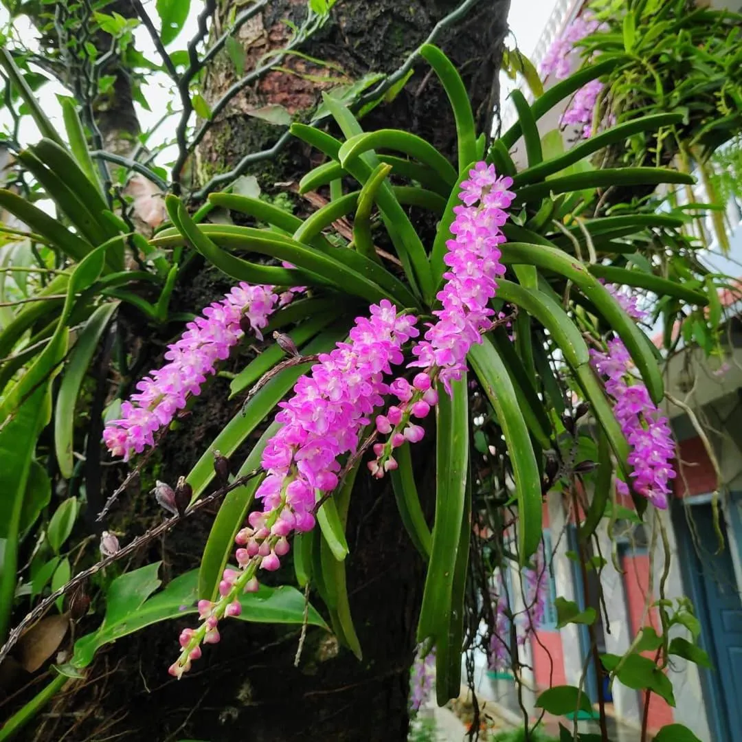 Spring in Hotel Mountain View - Lakeside Pokhara