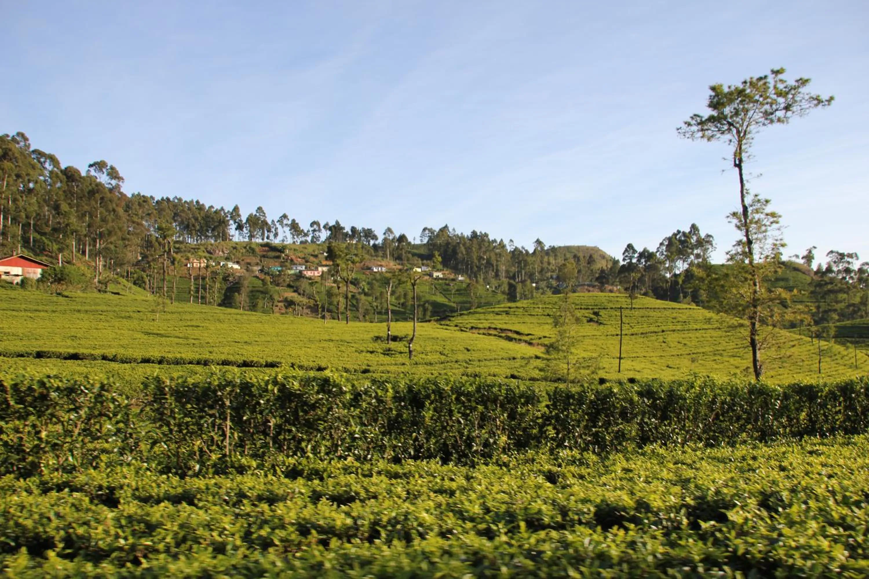 Hiking in White Home