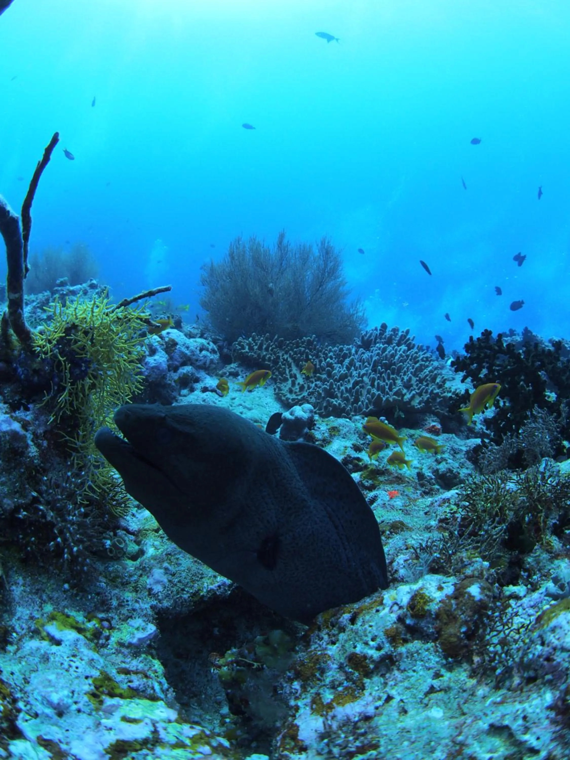 Sunrise by white sand dhigurah