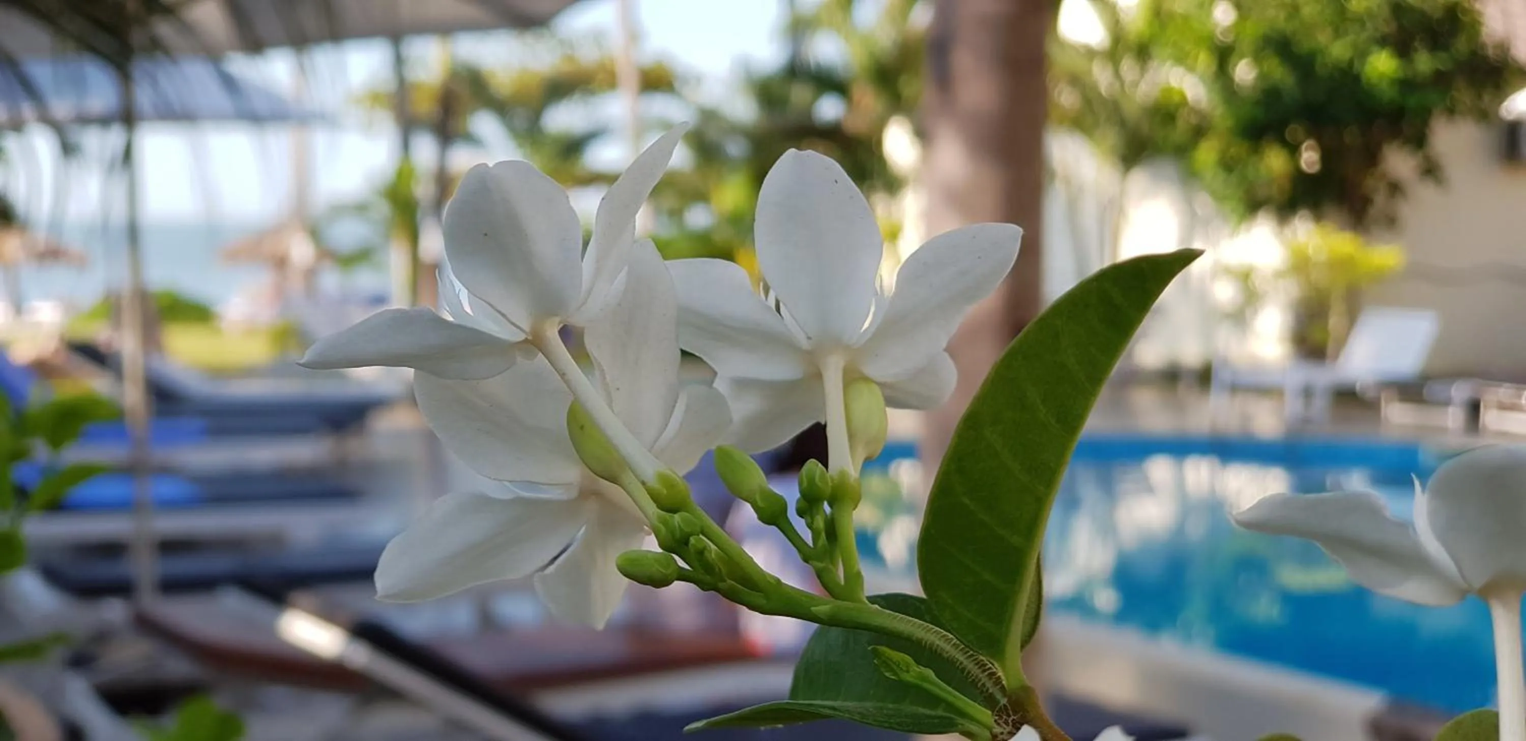 Garden in Sun & Sands Beach Hotel