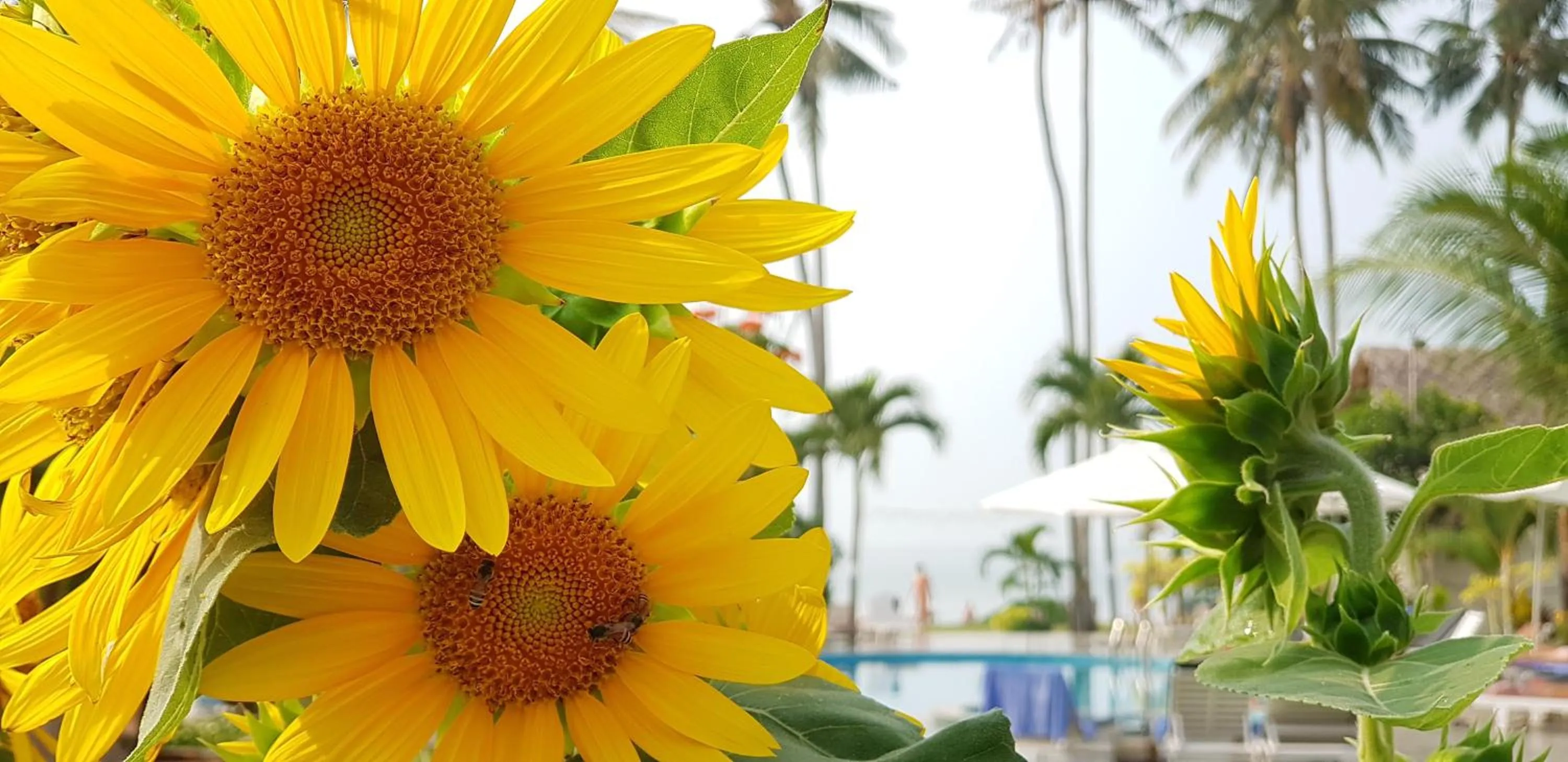 Pool view in Sun & Sands Beach Hotel