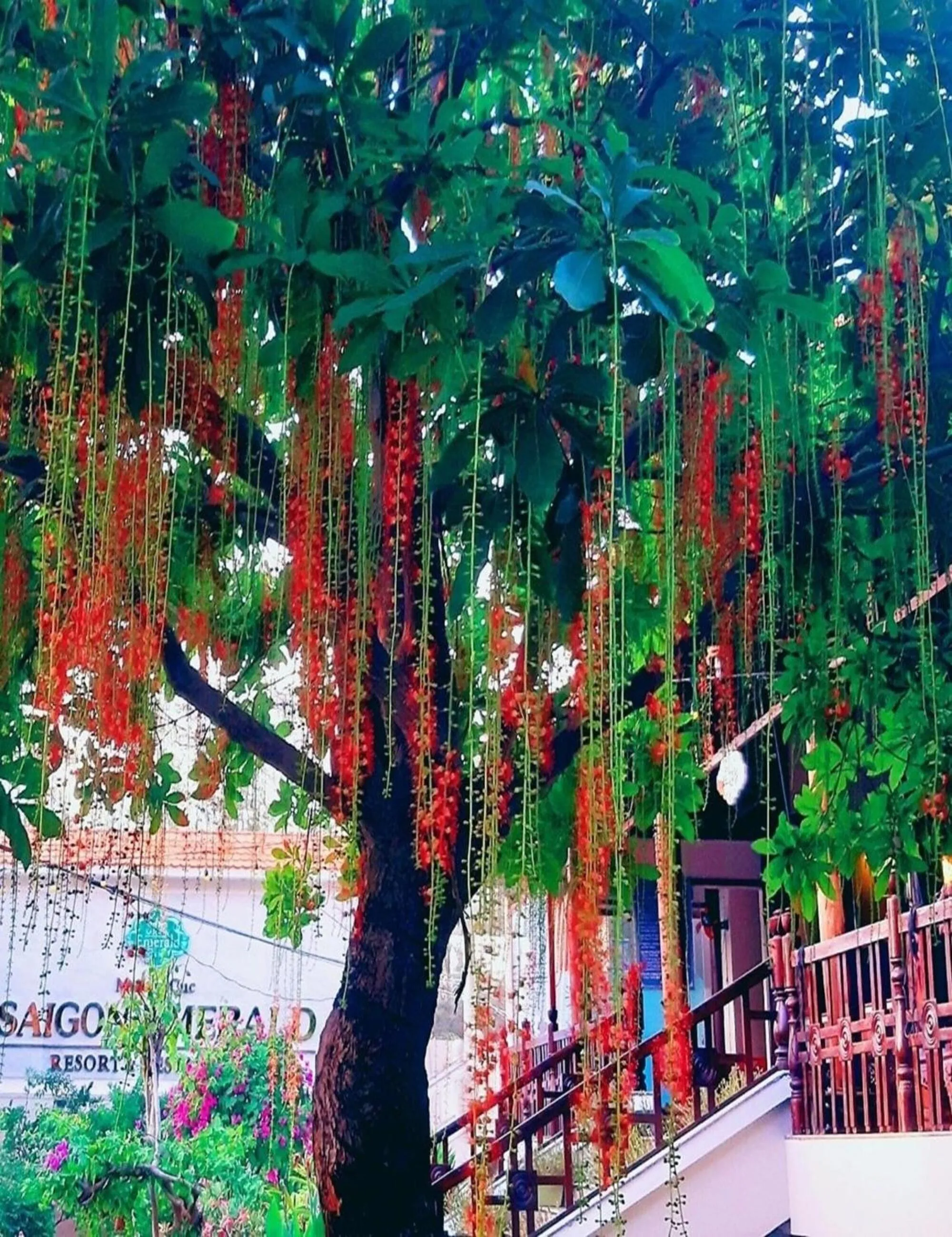 Natural landscape in Saigon Emerald Beach Resort