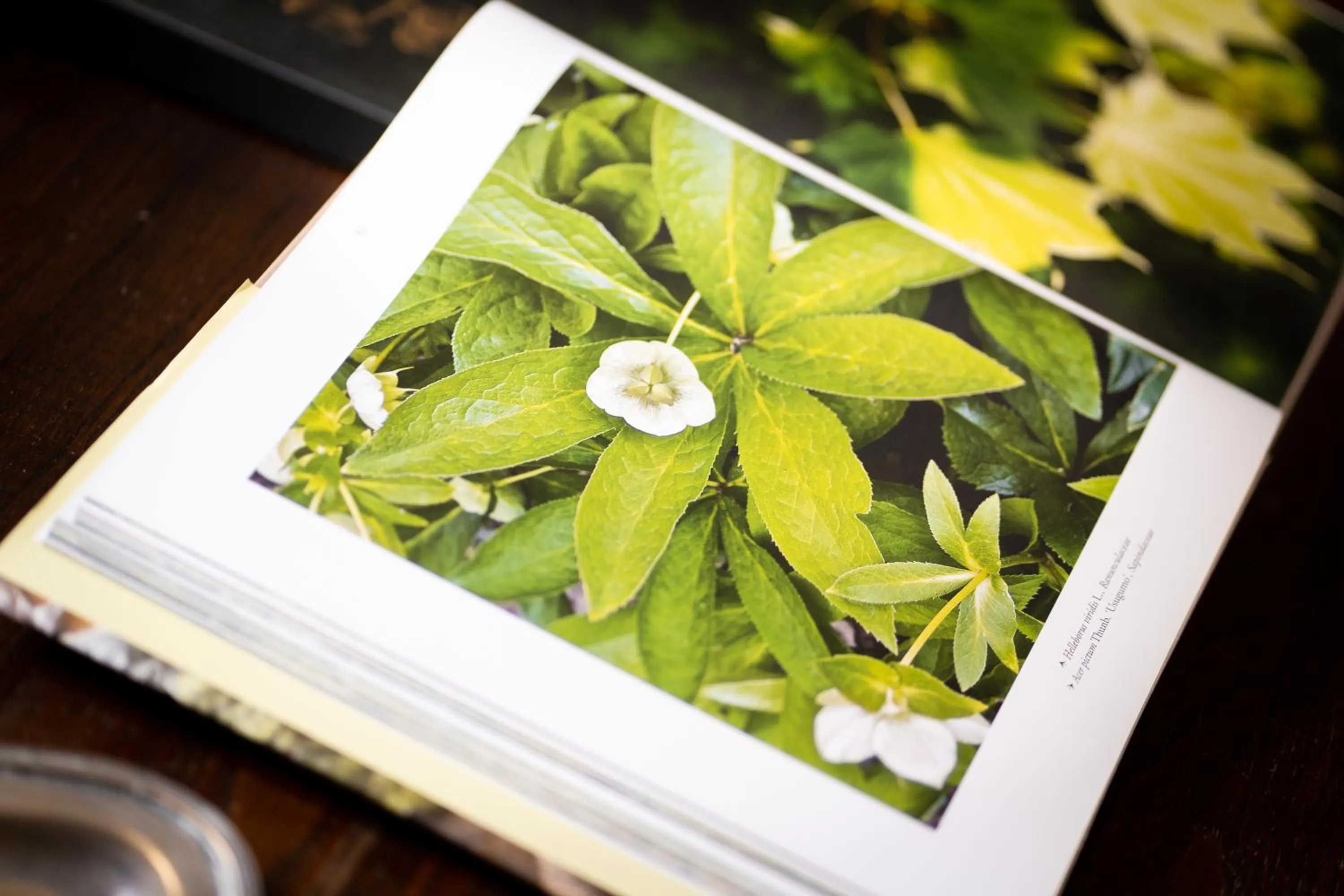 Casale delle Lavande